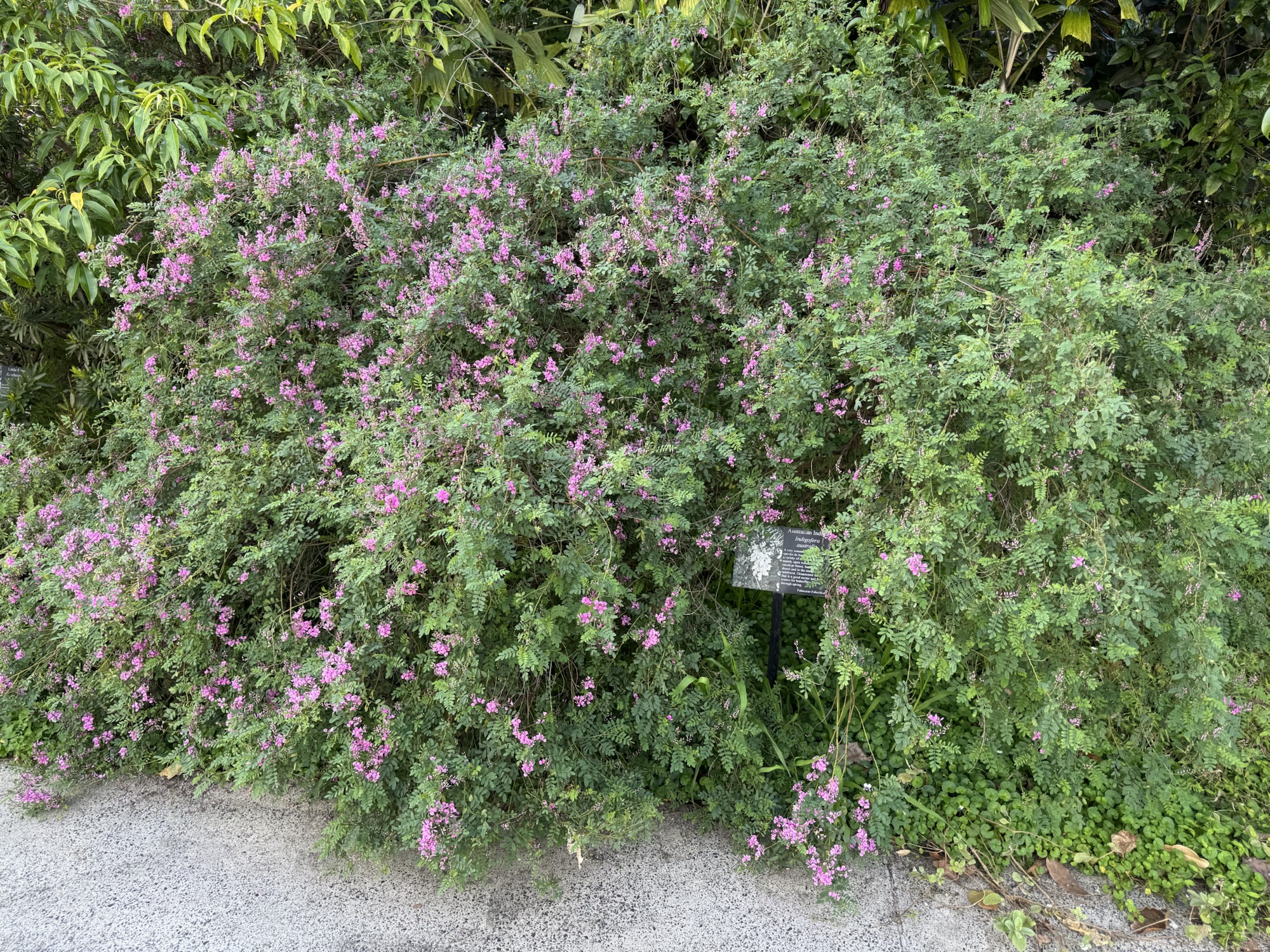 Australian indigo-Indigofera australis