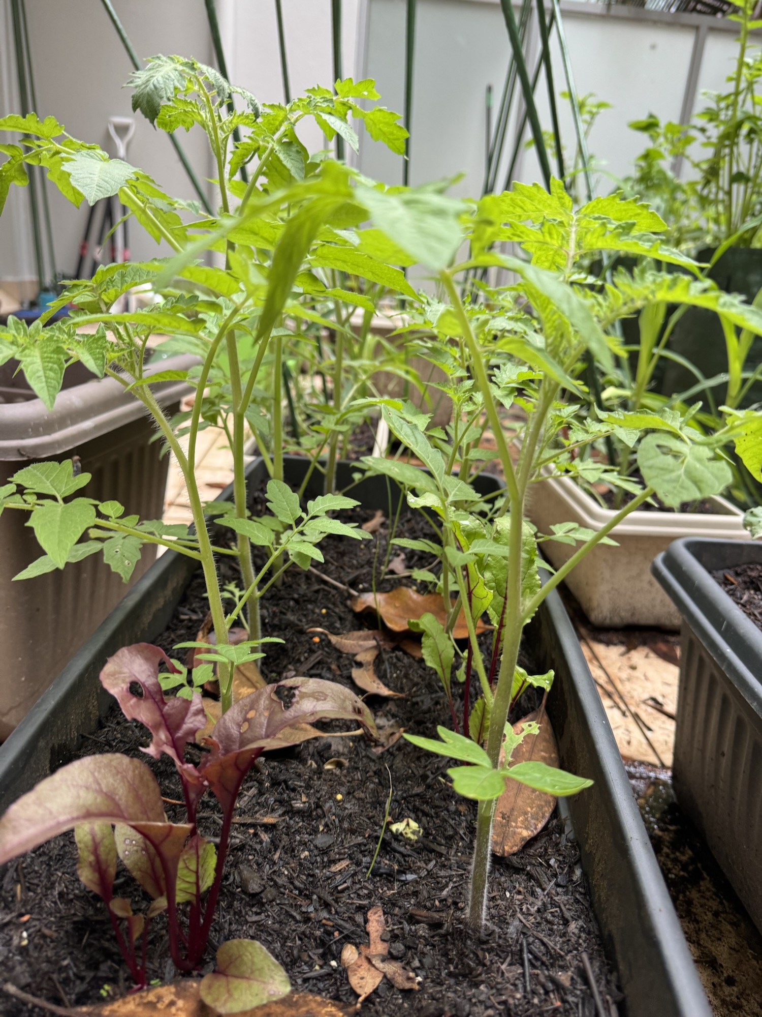 Gardening in the last week of October 2025