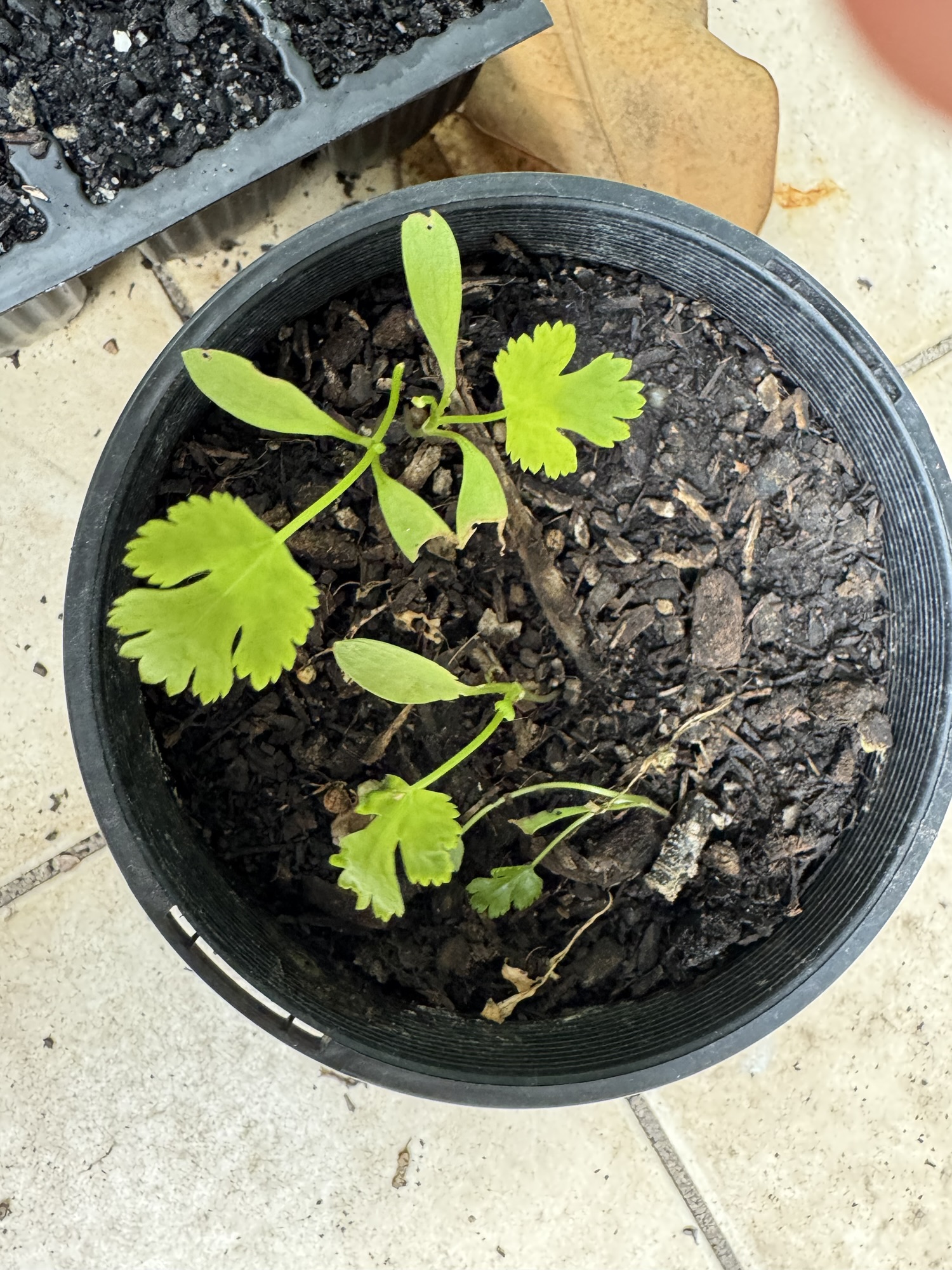 My gardening this weekend