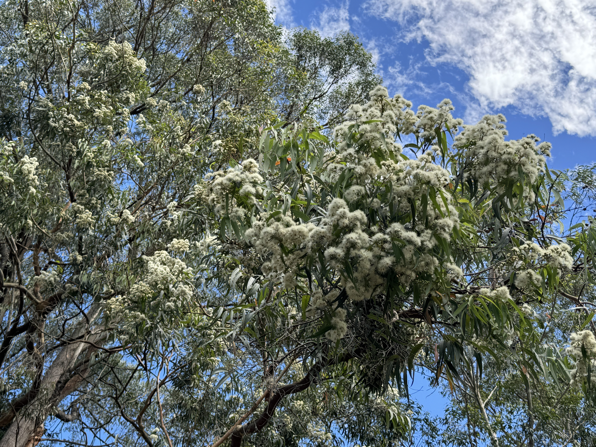 Gum tree flowers