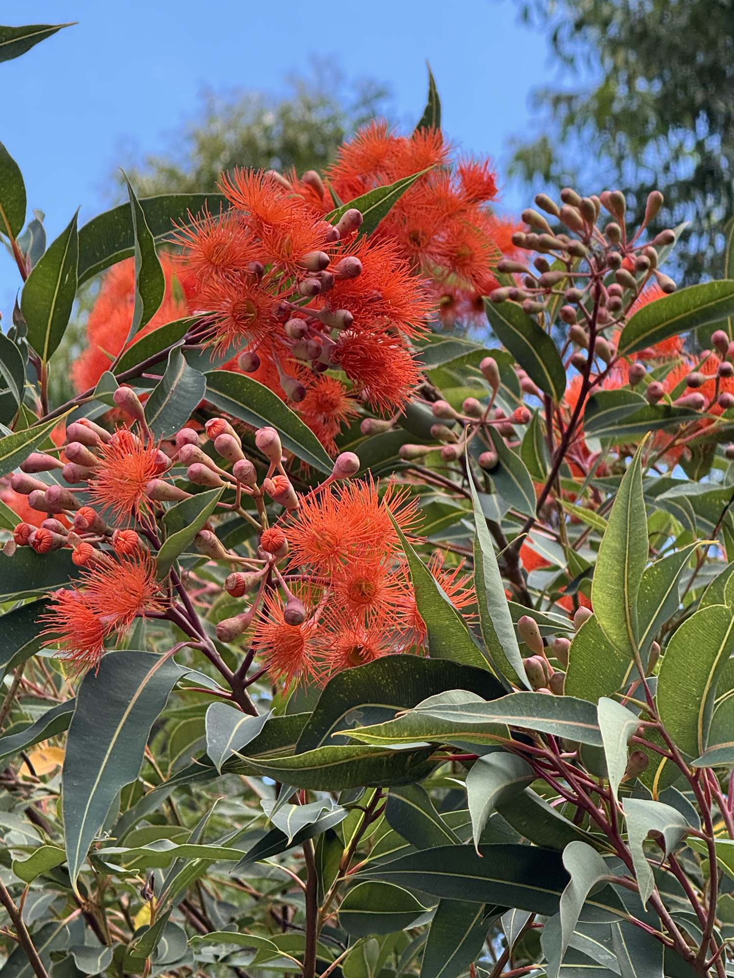 I don’t know which flowers I prefer!