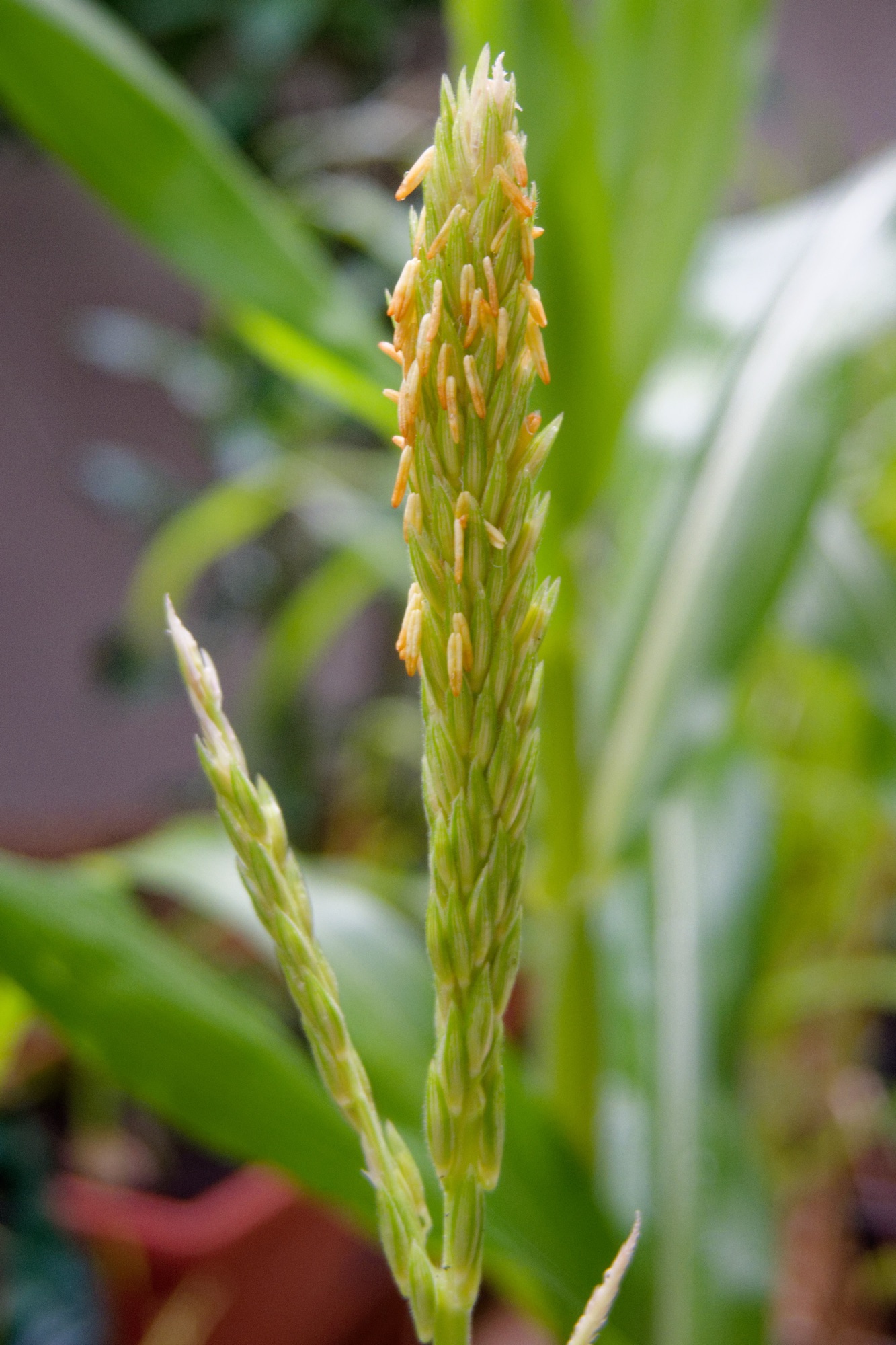 Seed sowing and tomatoes