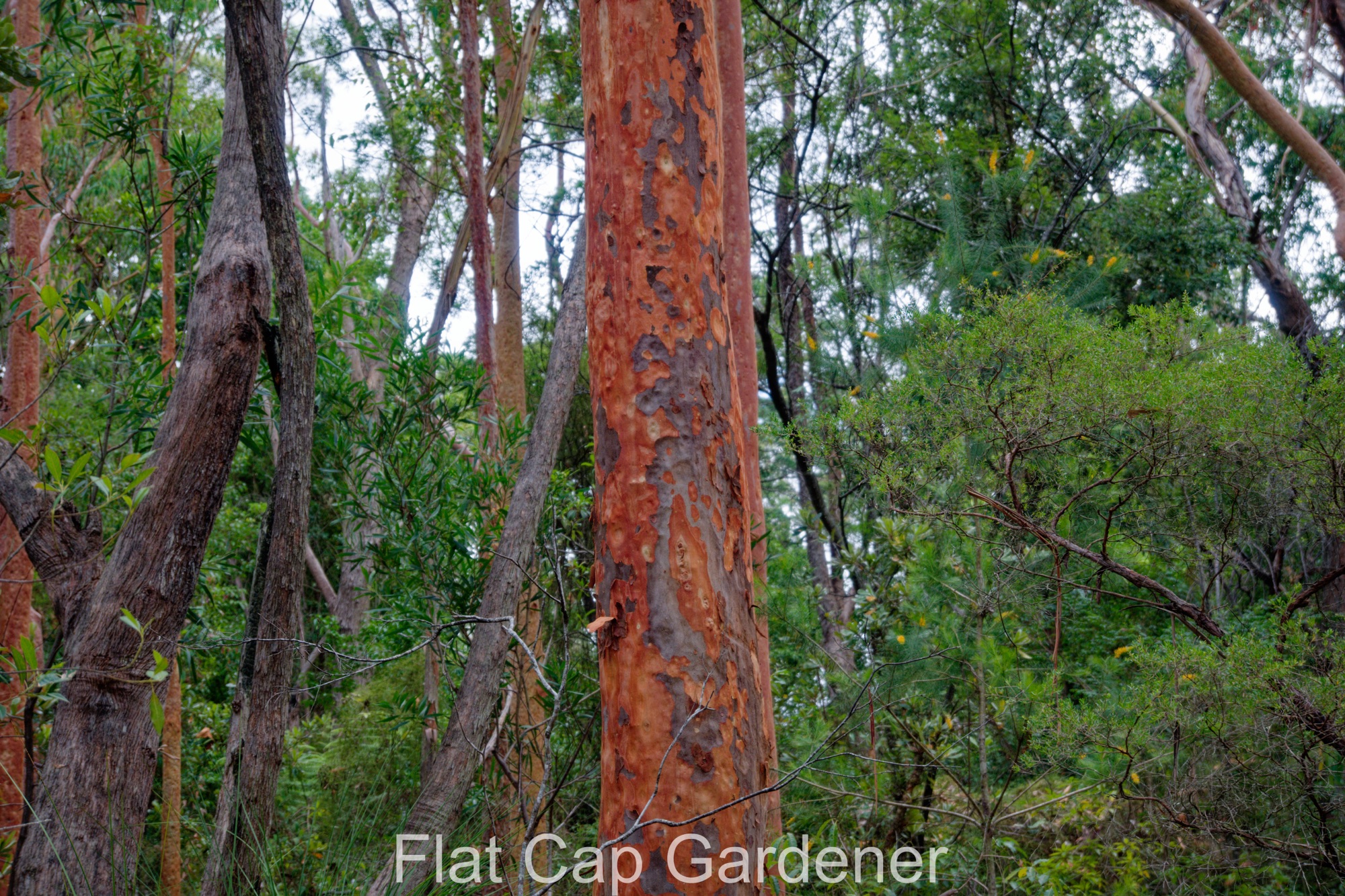 Persoonia, Hakea, Banksia and river views