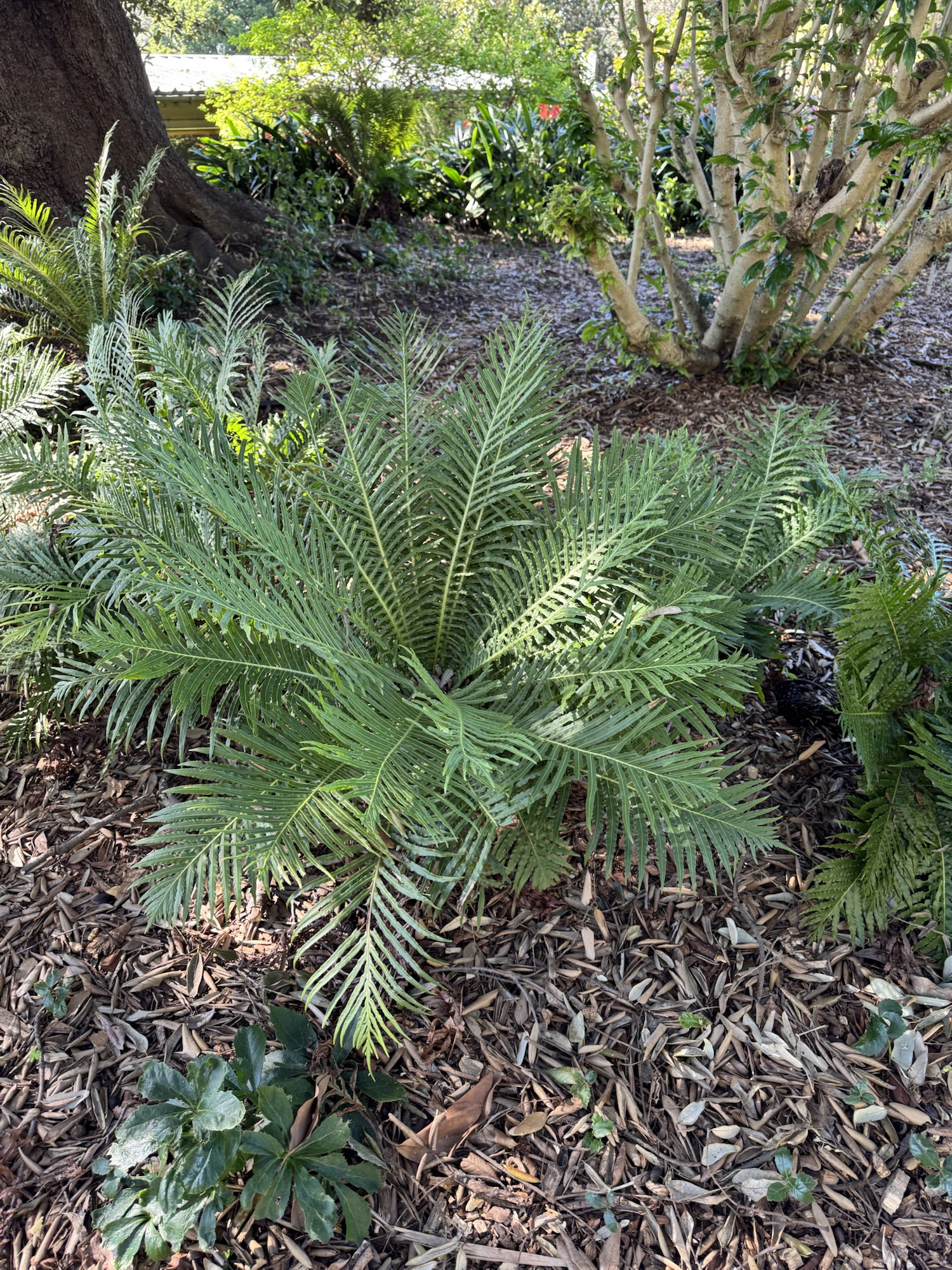 Blechnum gibbum ‘Silver Lady’