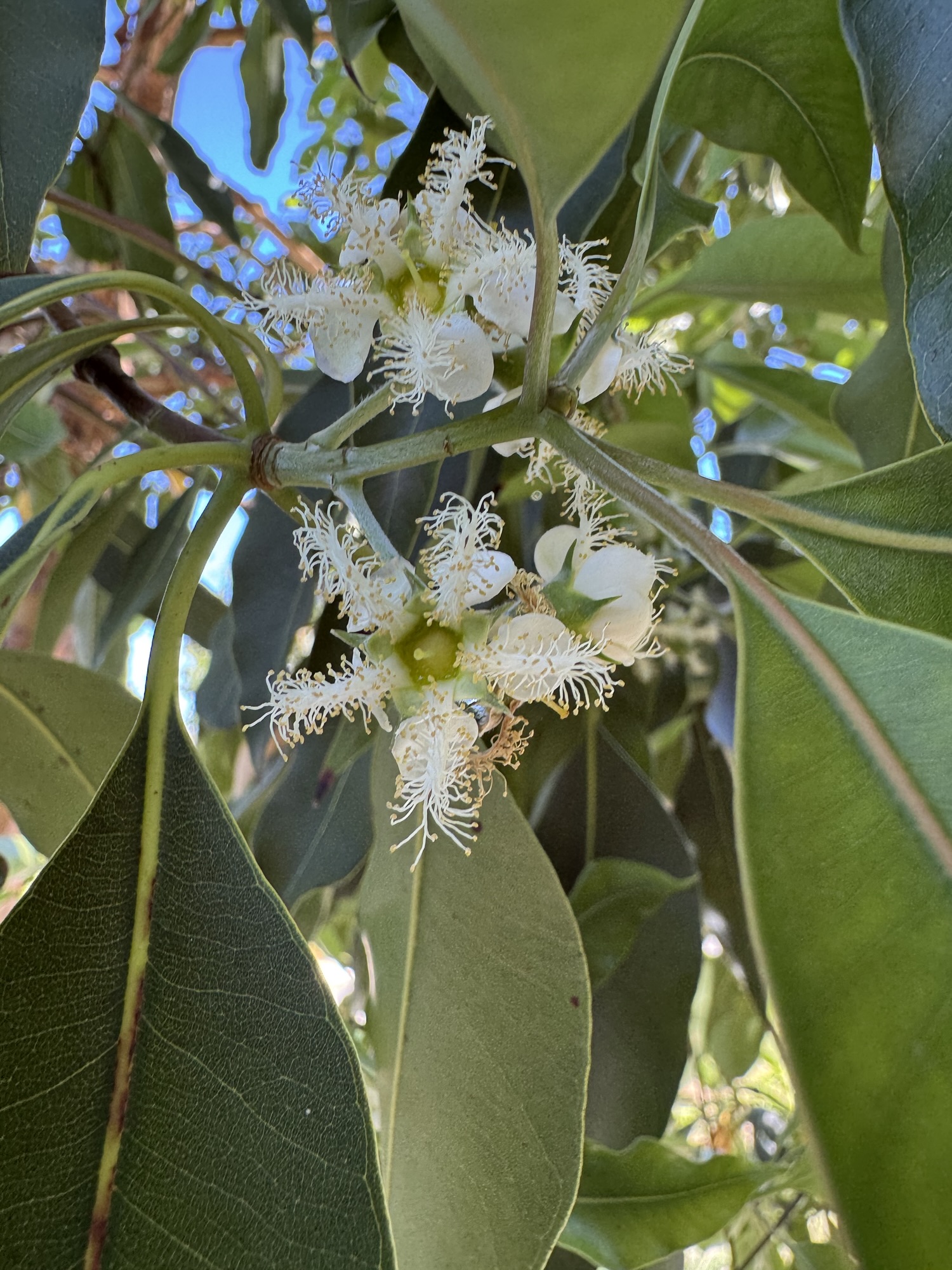 Brush box-Lephostemon confertus