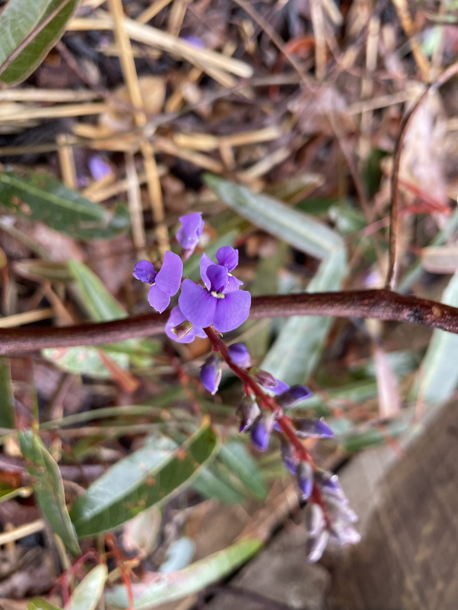 Summer plans for my garden