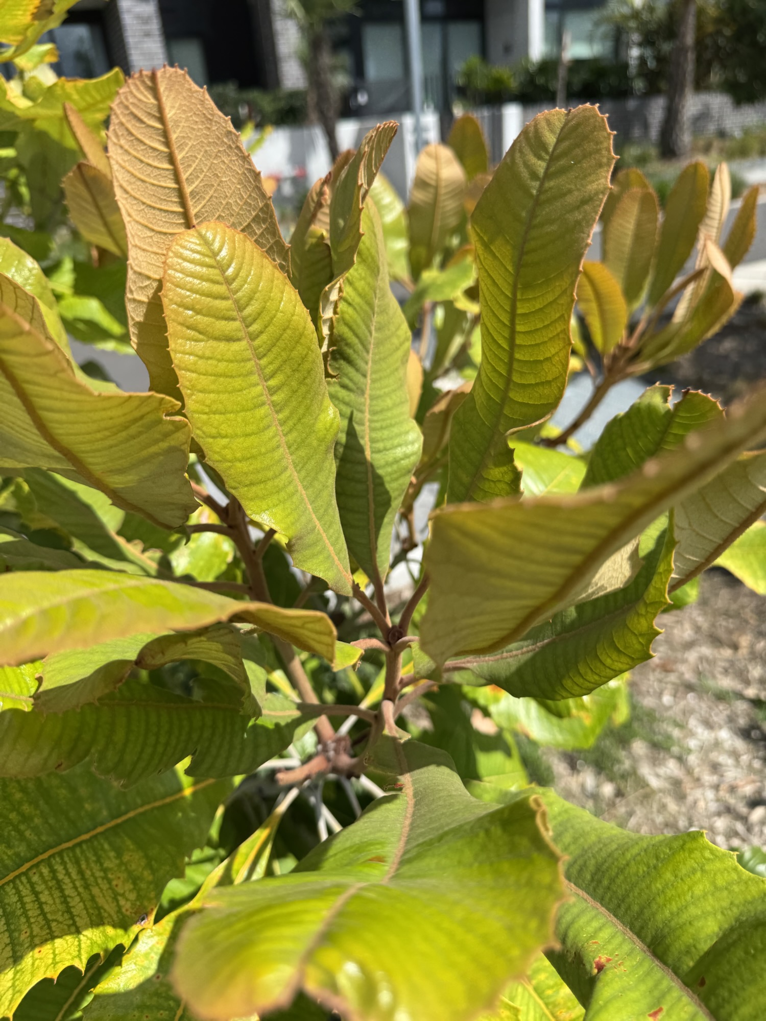 Swamp banksia-Banksia robur