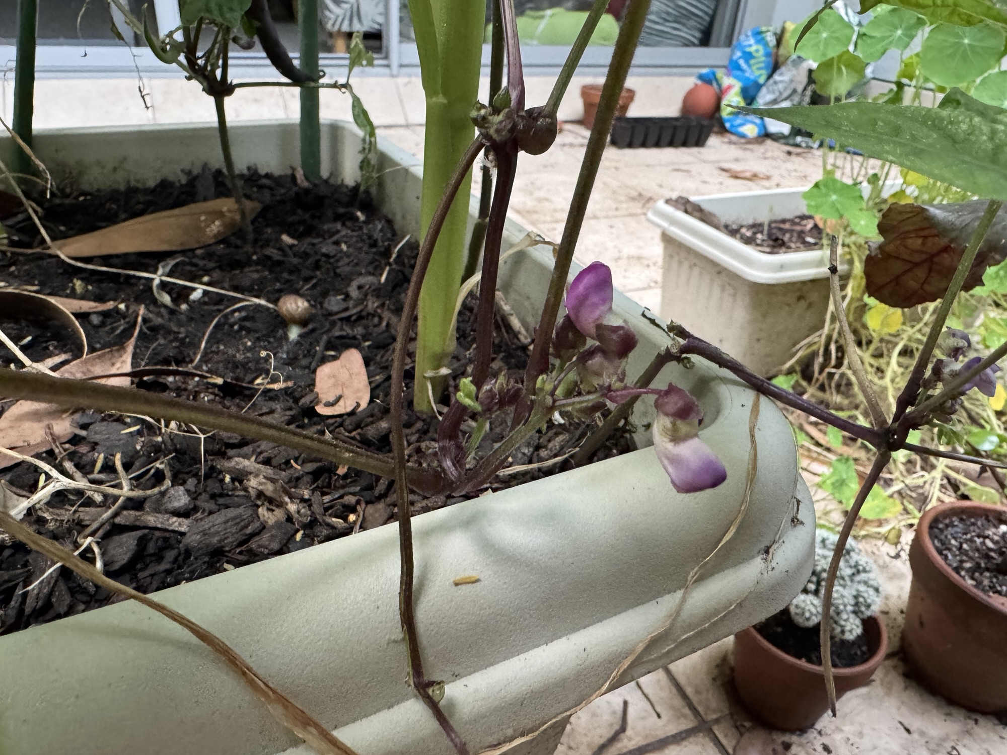 A very hot week in the garden