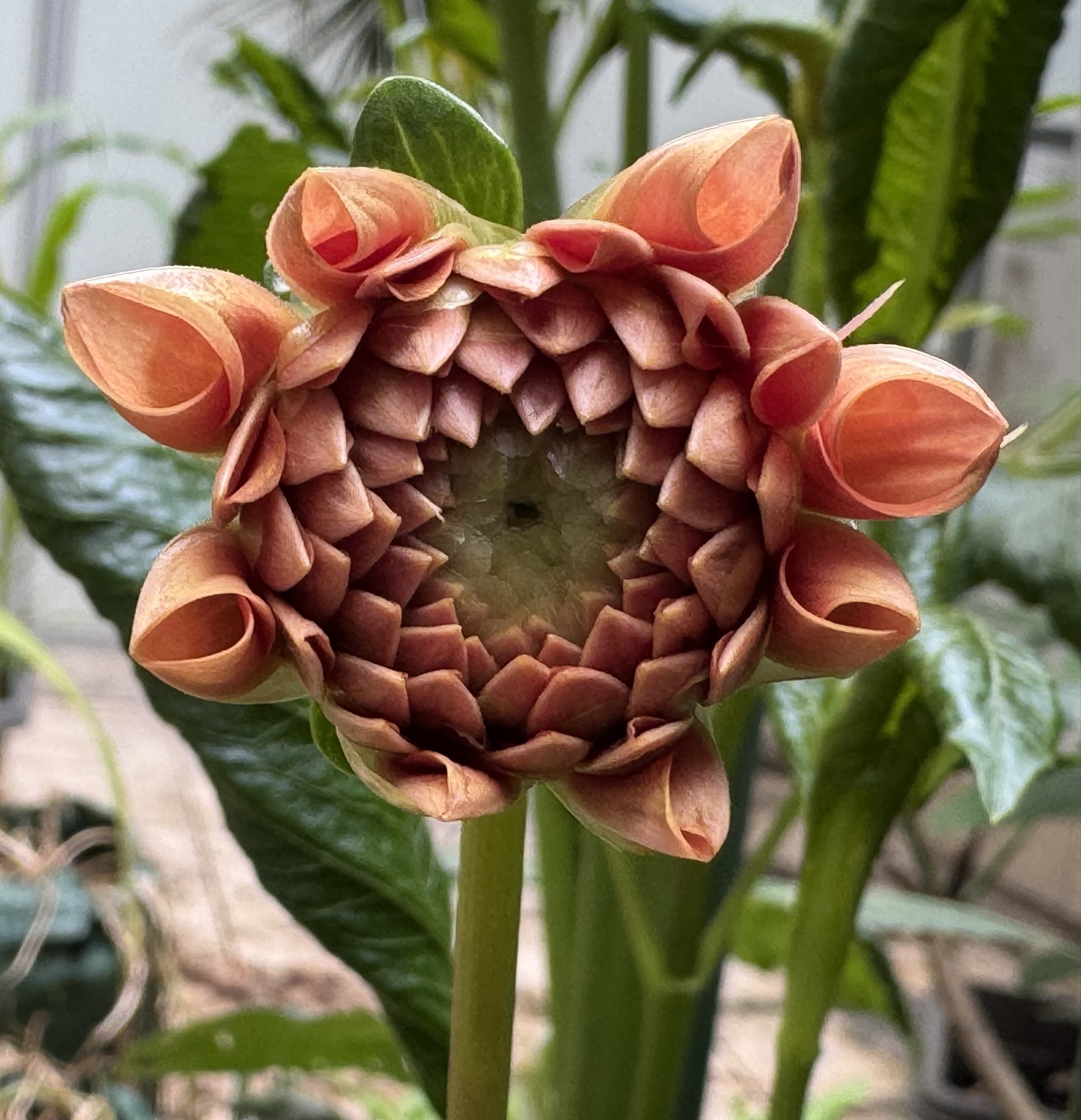 Seed sowing and a dahlia flower