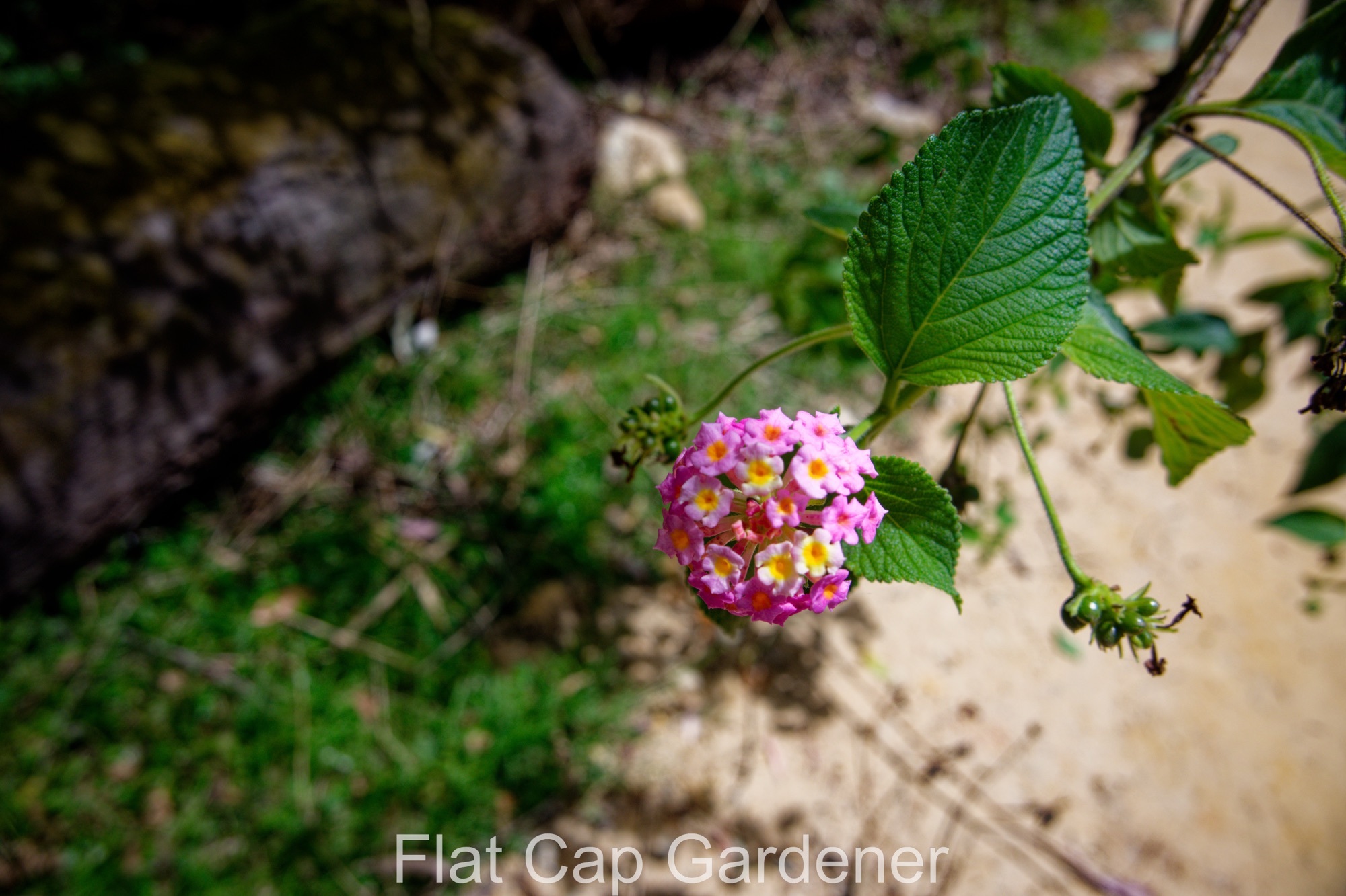The problem with lantana-part two