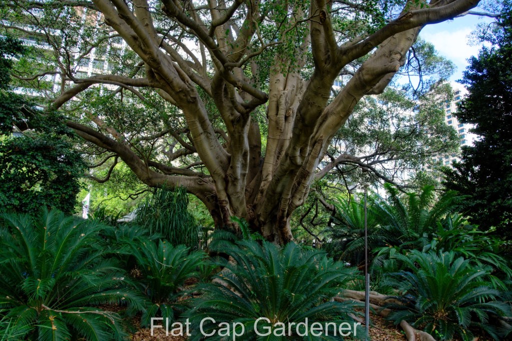 Regency Trees A visit to Sydney’s Royal Botanic Garden - The Flat Cap Gardener