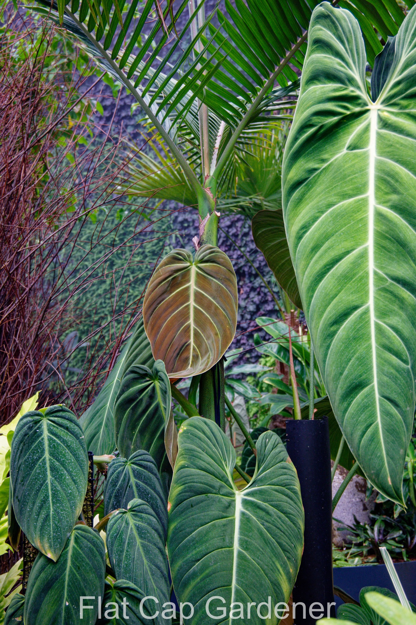 Philodendron melanochrysum