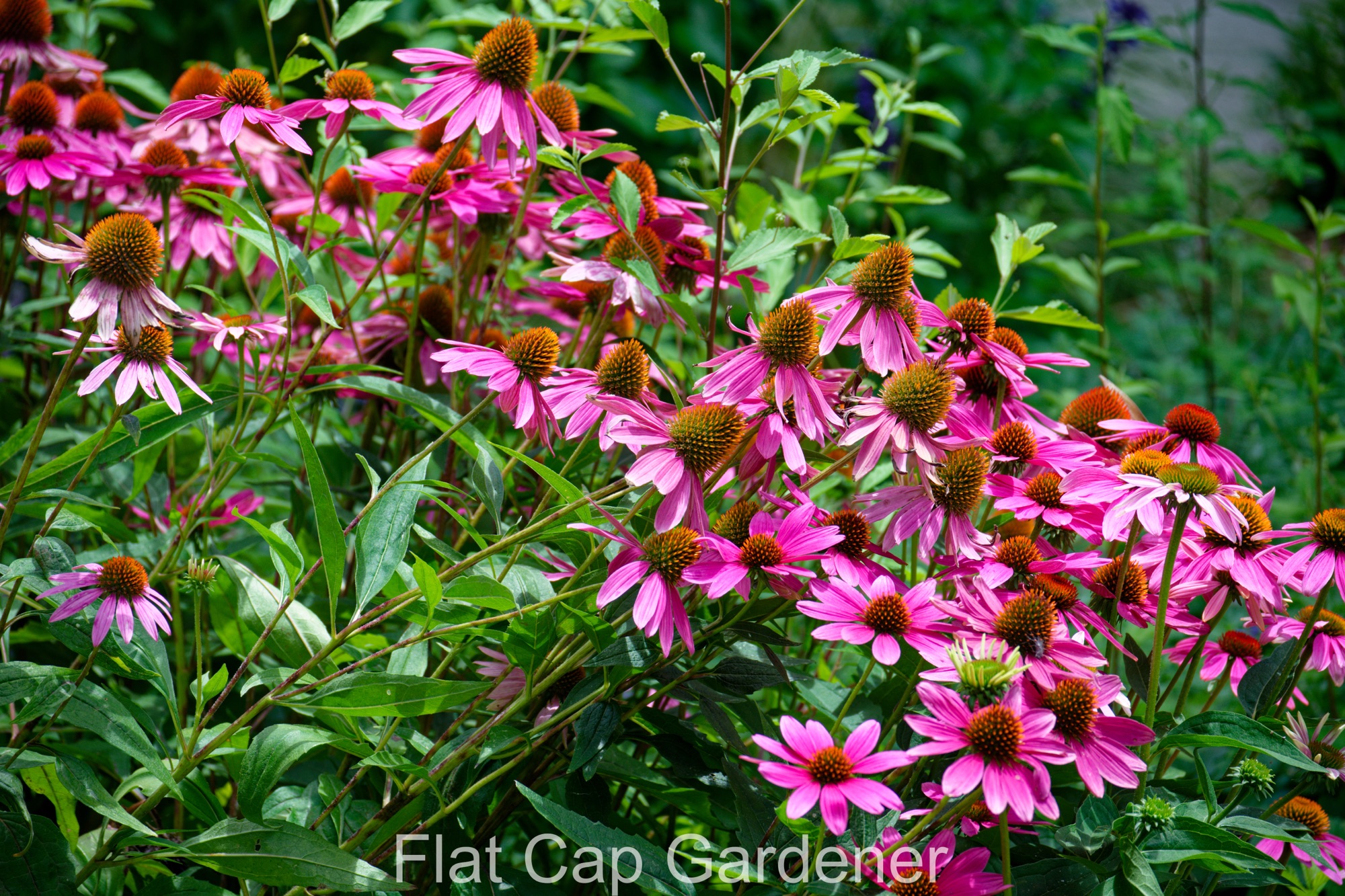 A Visit to Sydney’s Royal Botanic Garden-Part Two