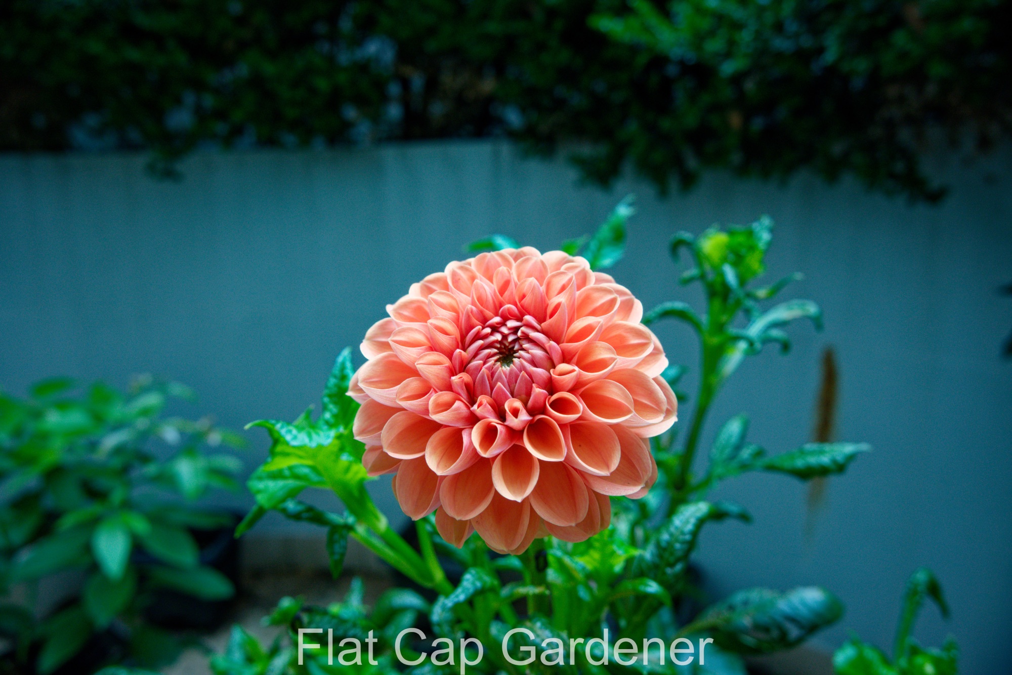 More a ‘tidy up’ than ‘gardening’