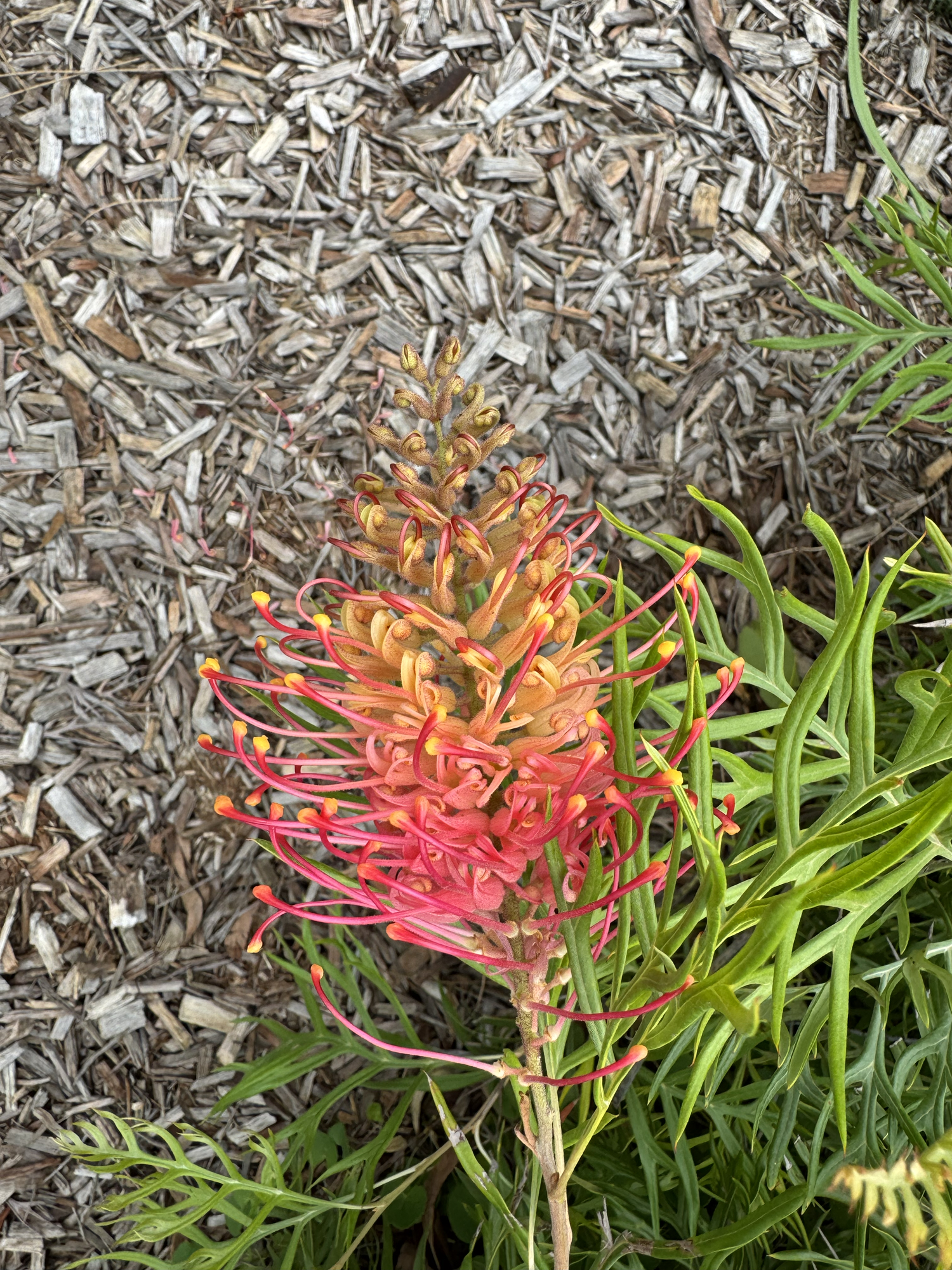 Flowers from January 2025