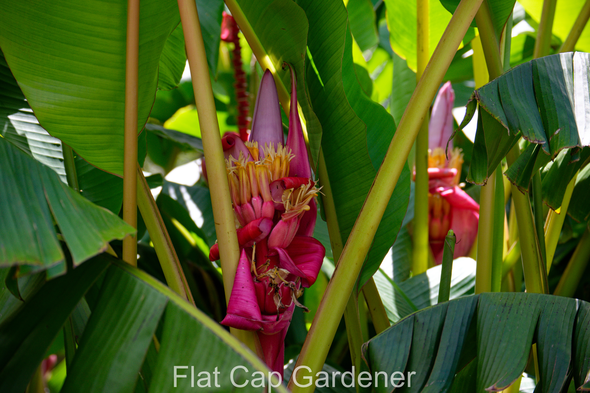 Pink banana-Musa velutina