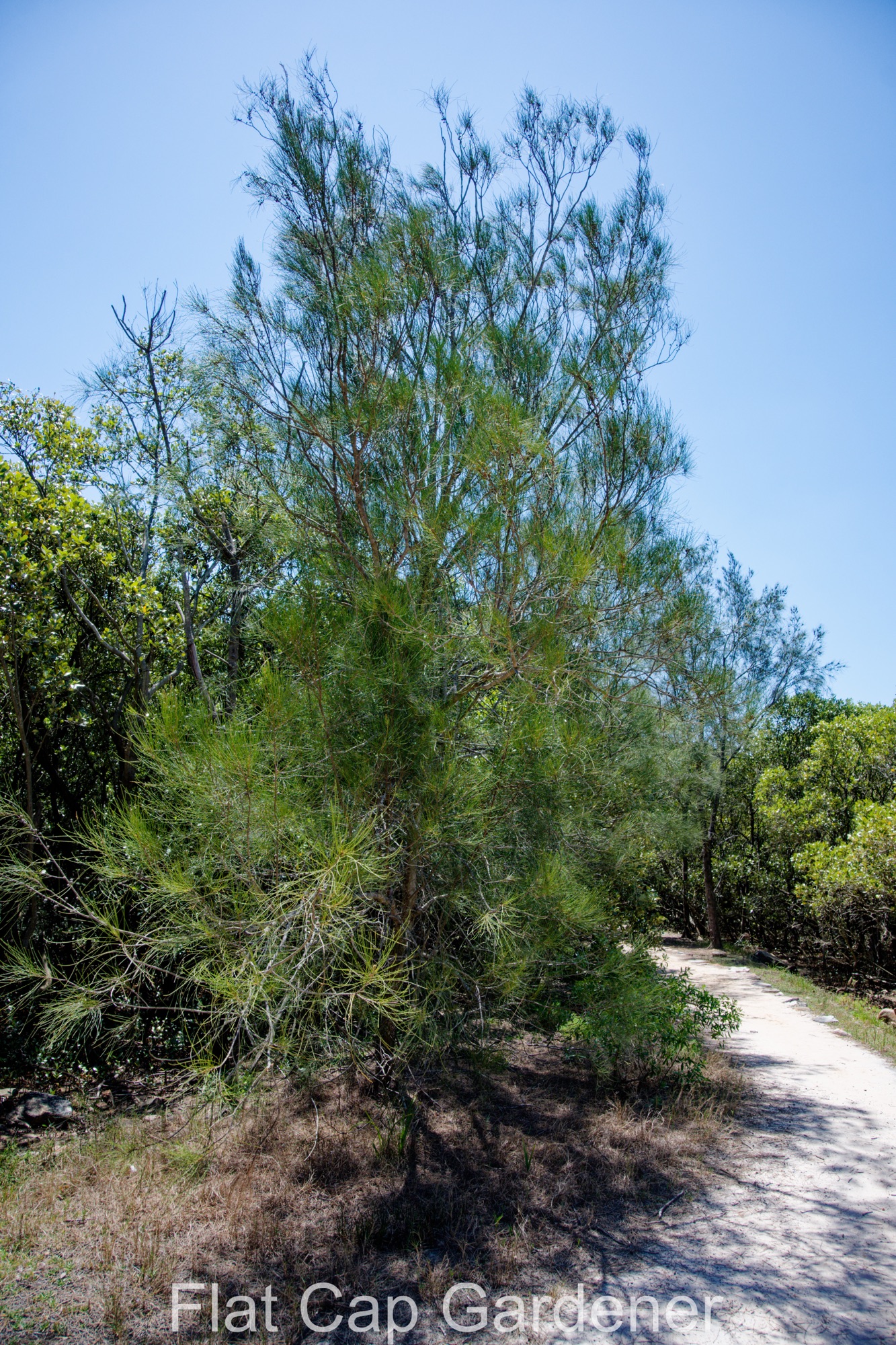 Swamp she-oak, Casuarina glauca