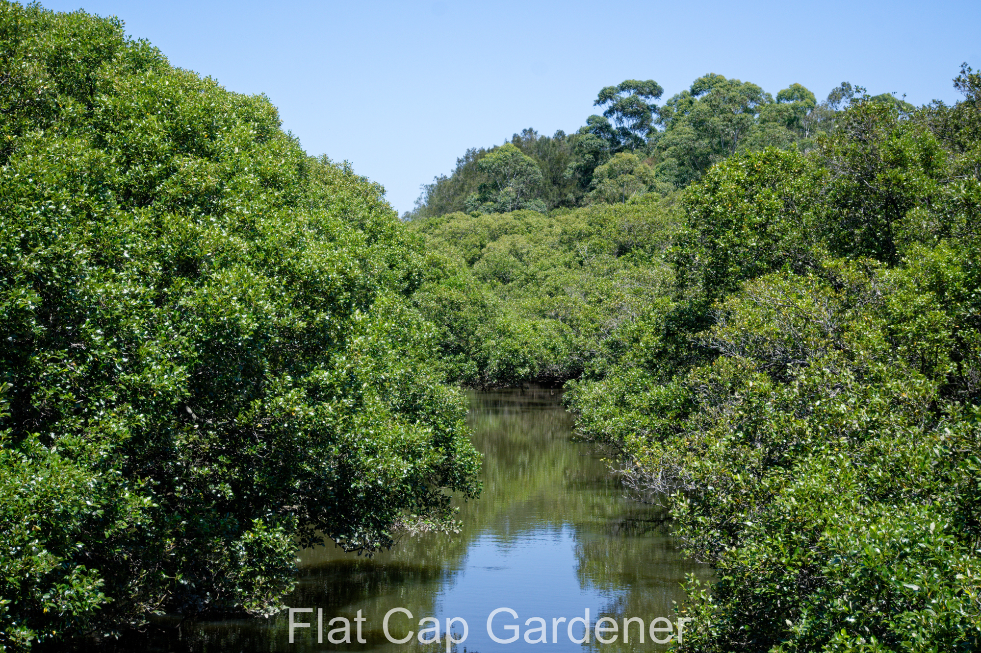 Grey mangrove-Avicennia marina var. australasica