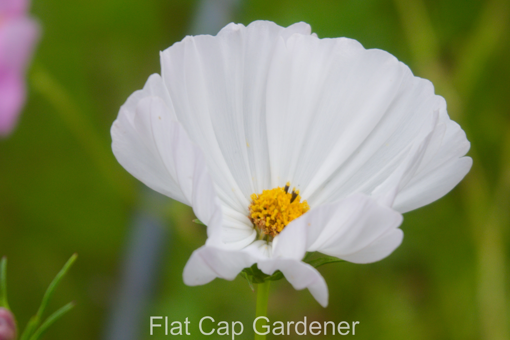 Another visit to Sydney’s botanic gardens