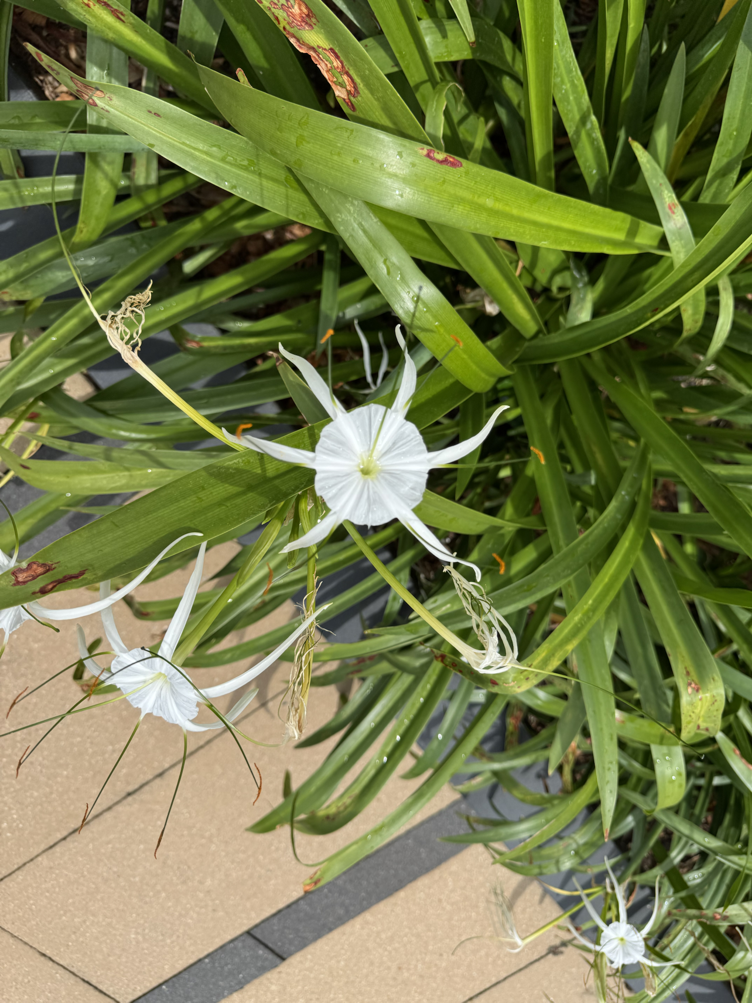Beach spider lily-Hymenocallis littoralis