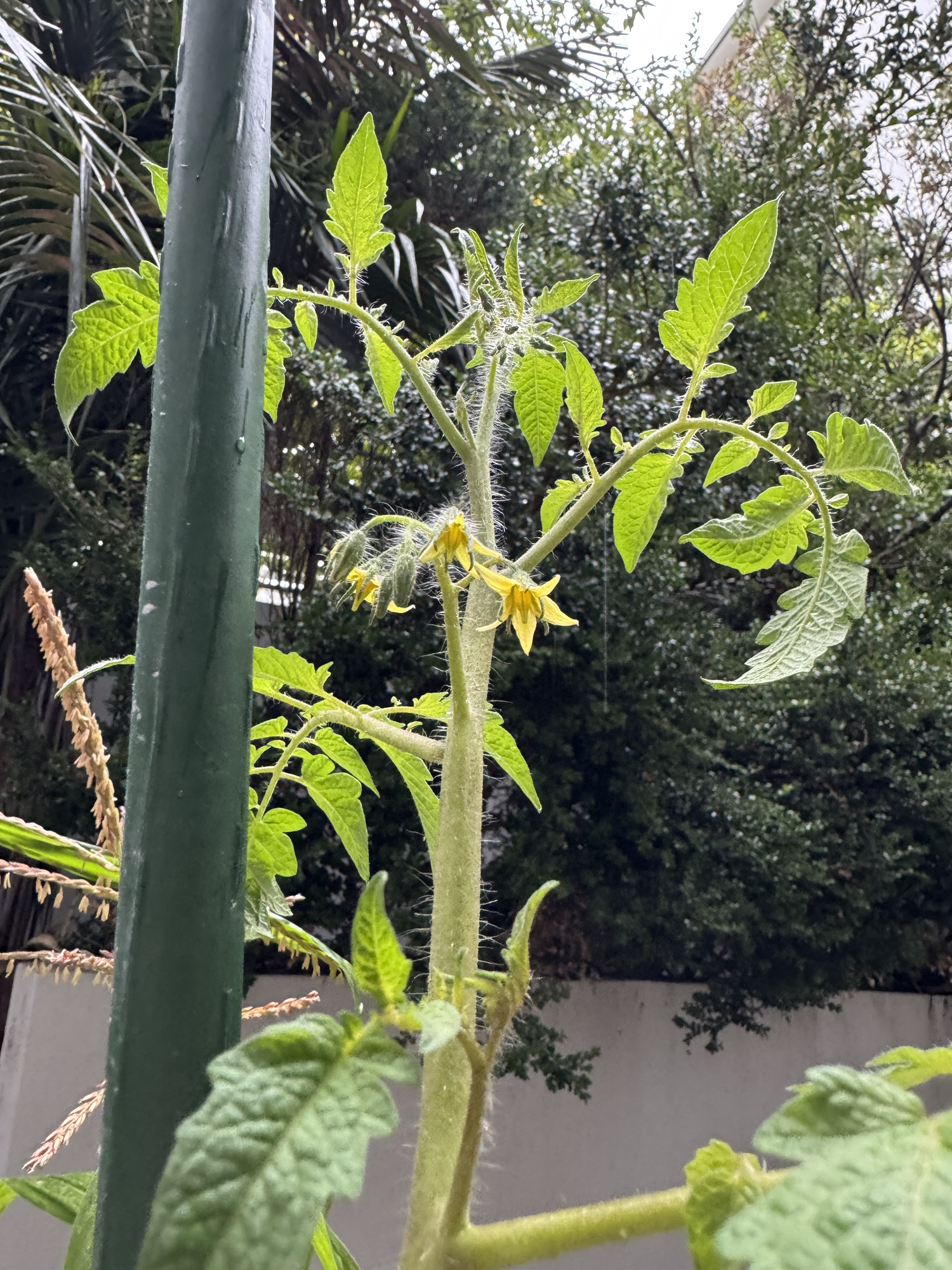 Finally back in the garden