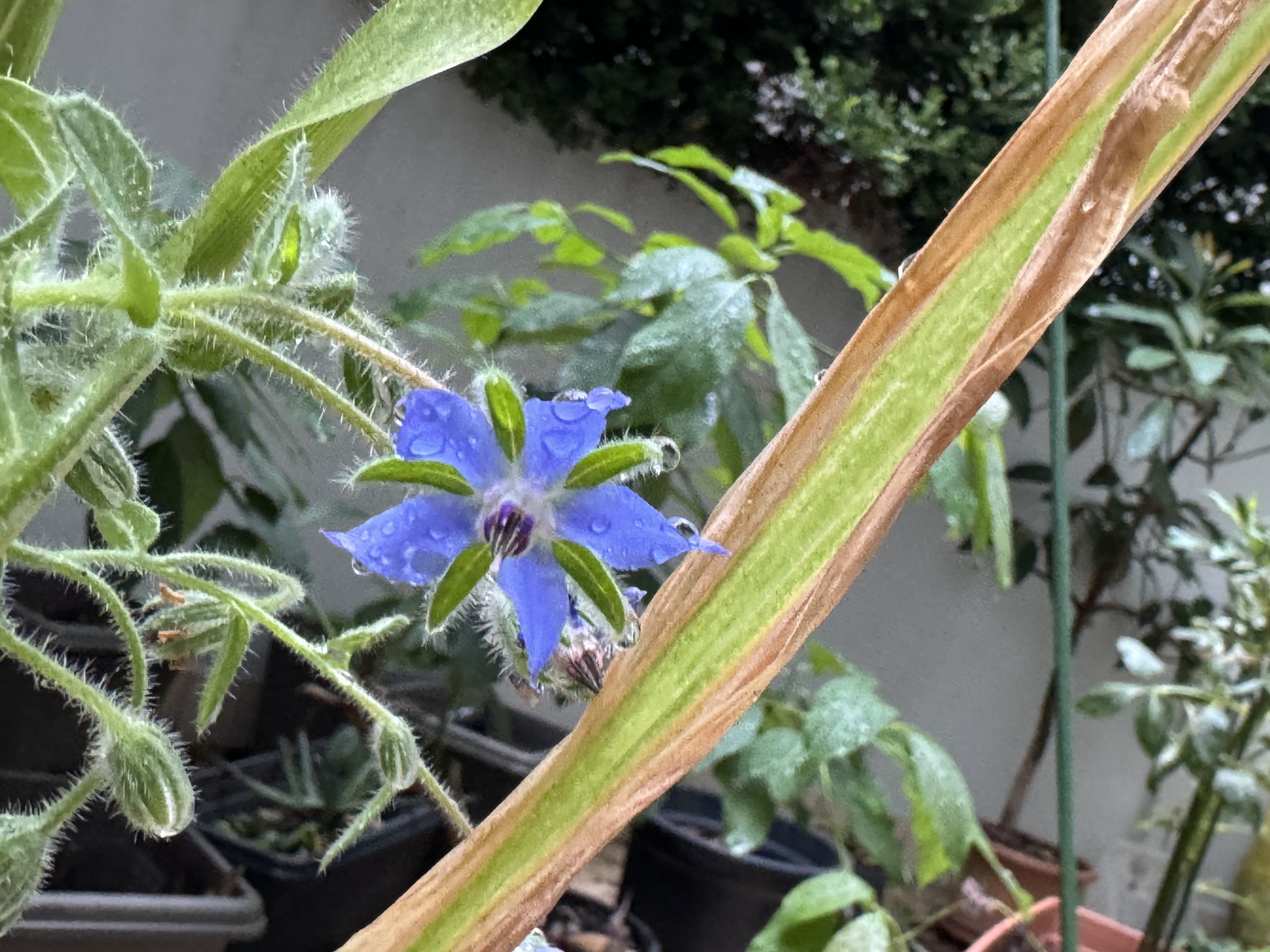 Little gardening, but progress in the garden