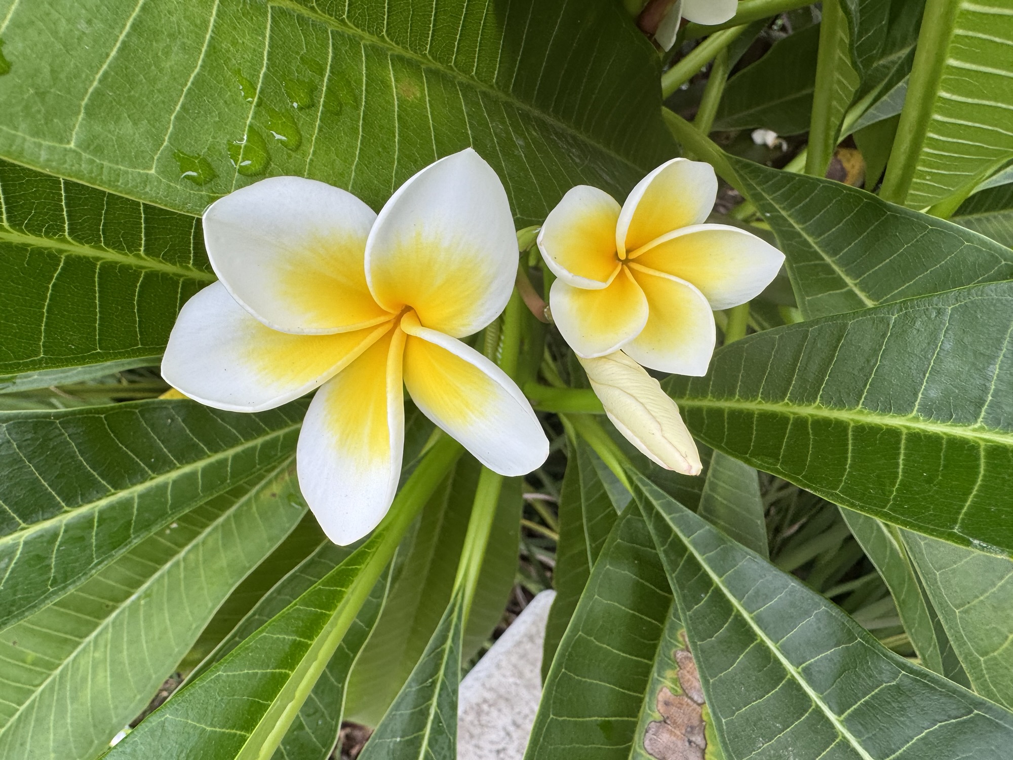 Frangipani-the flower that represents the tropics