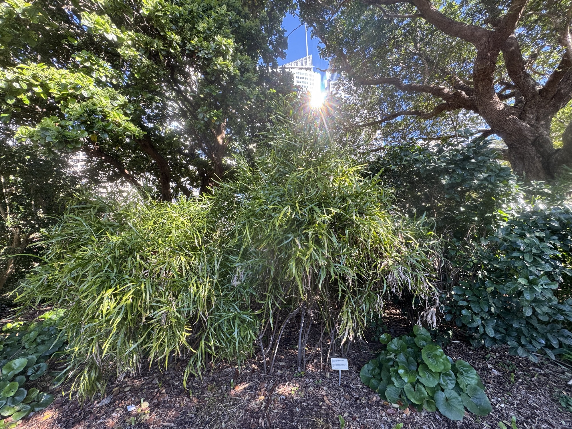Muehlenbeckia platyclada-ribbon bush