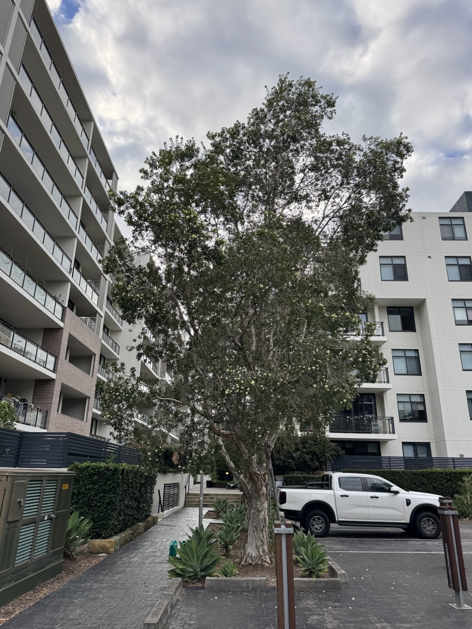 Broad-leaved paperbark-Melaleuca quinquenervia