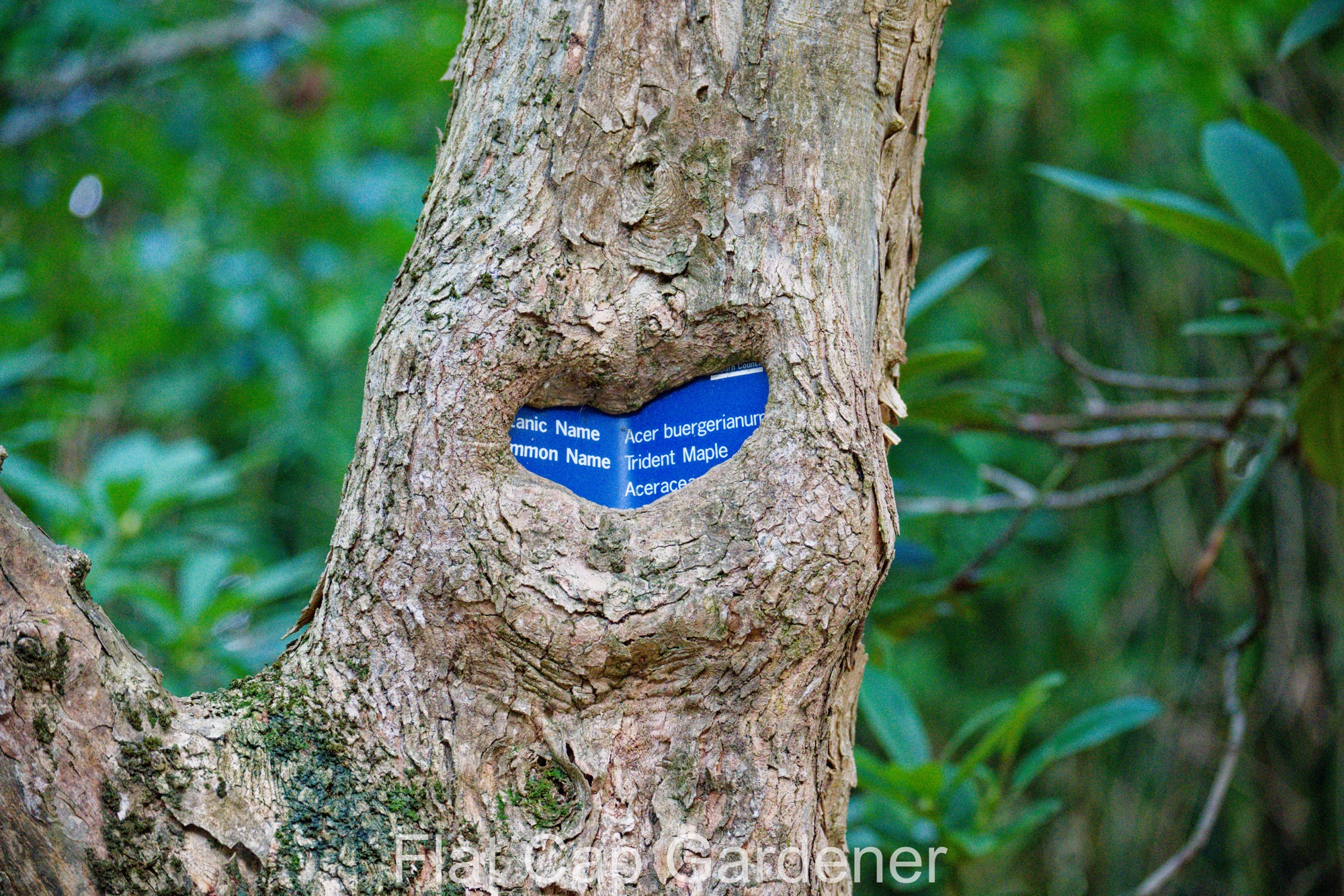 So interesting…but only because of frustrating laziness!