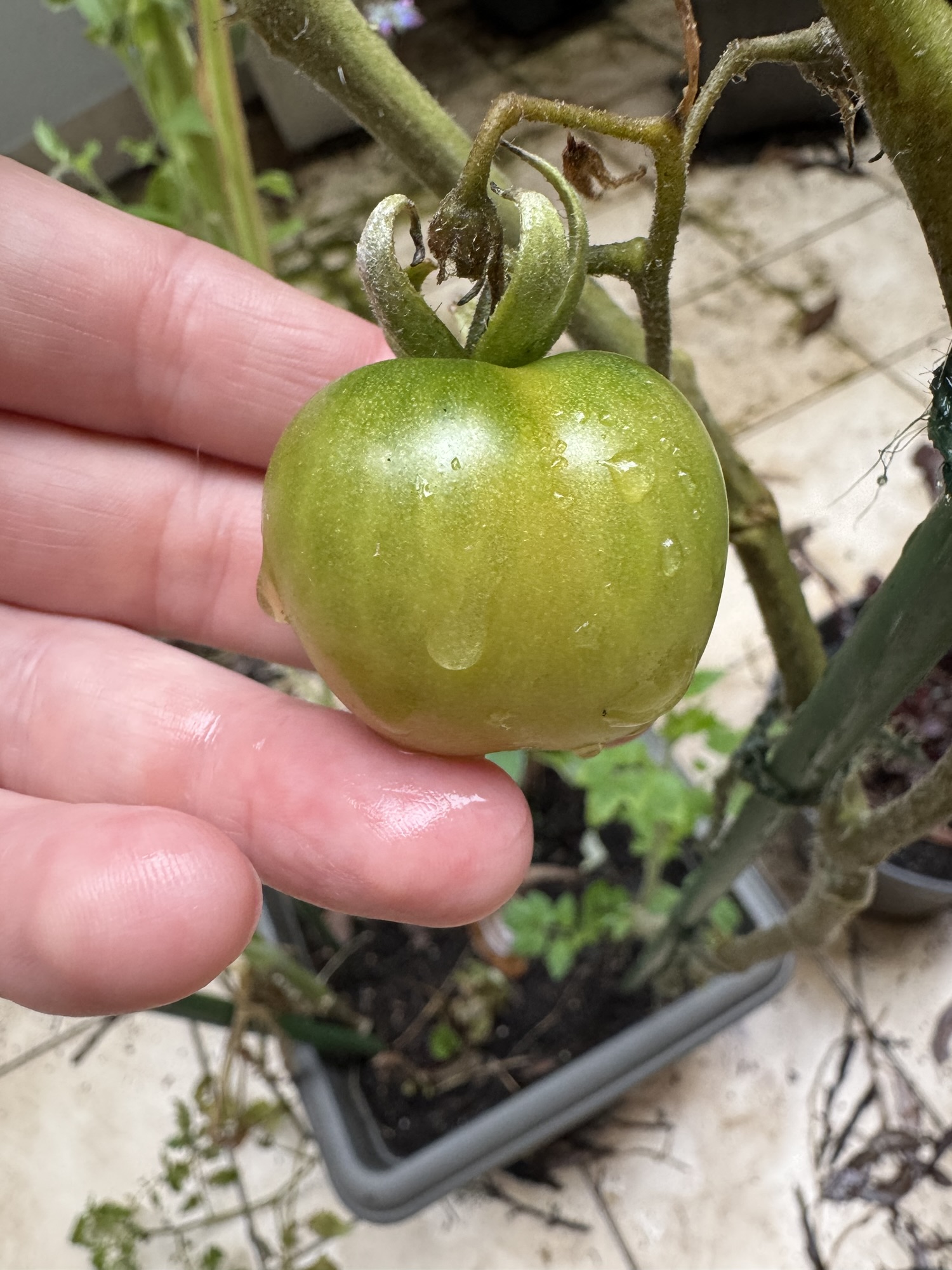 More gardening, less procrastination