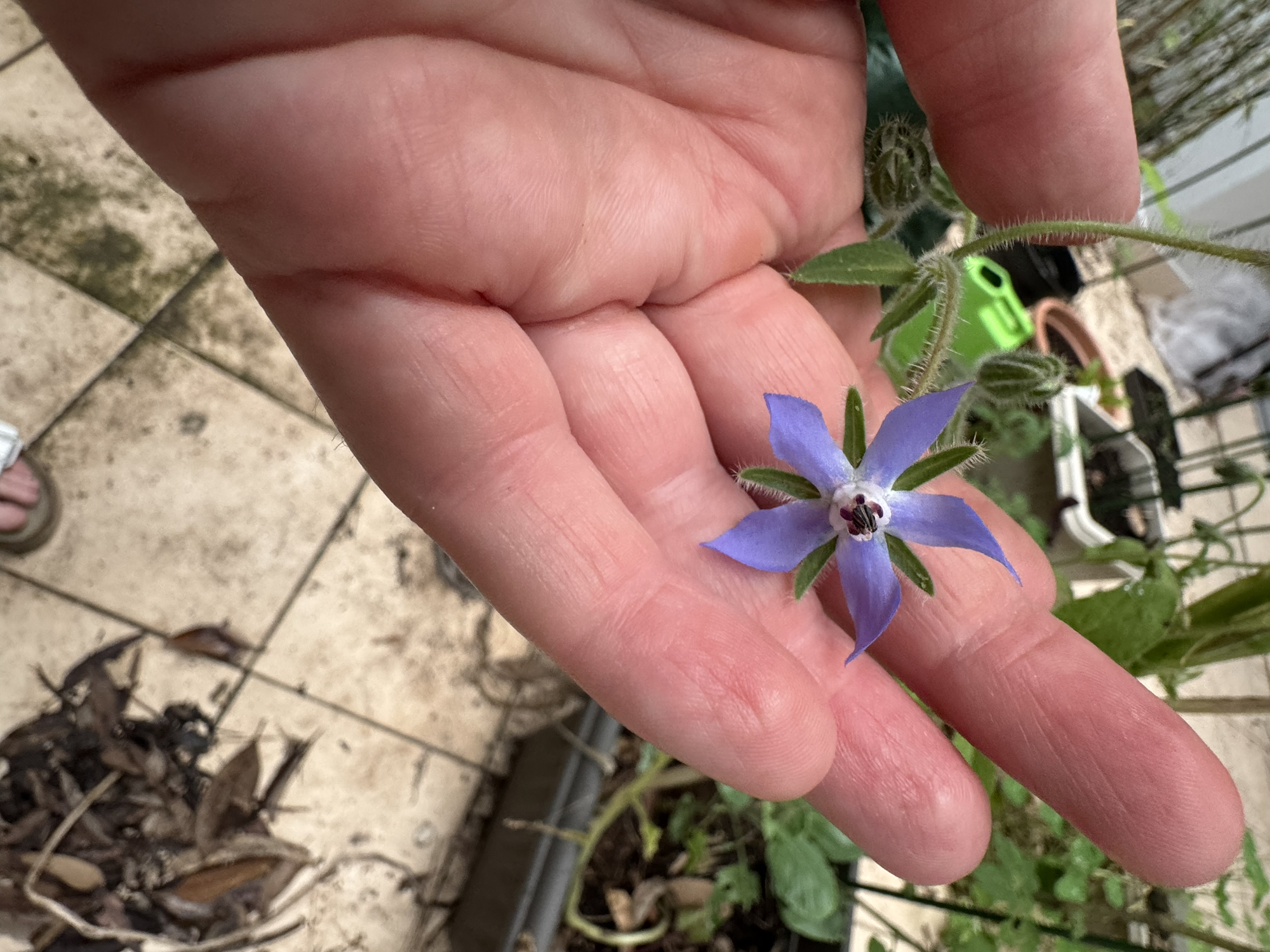 An hour in the garden pottering