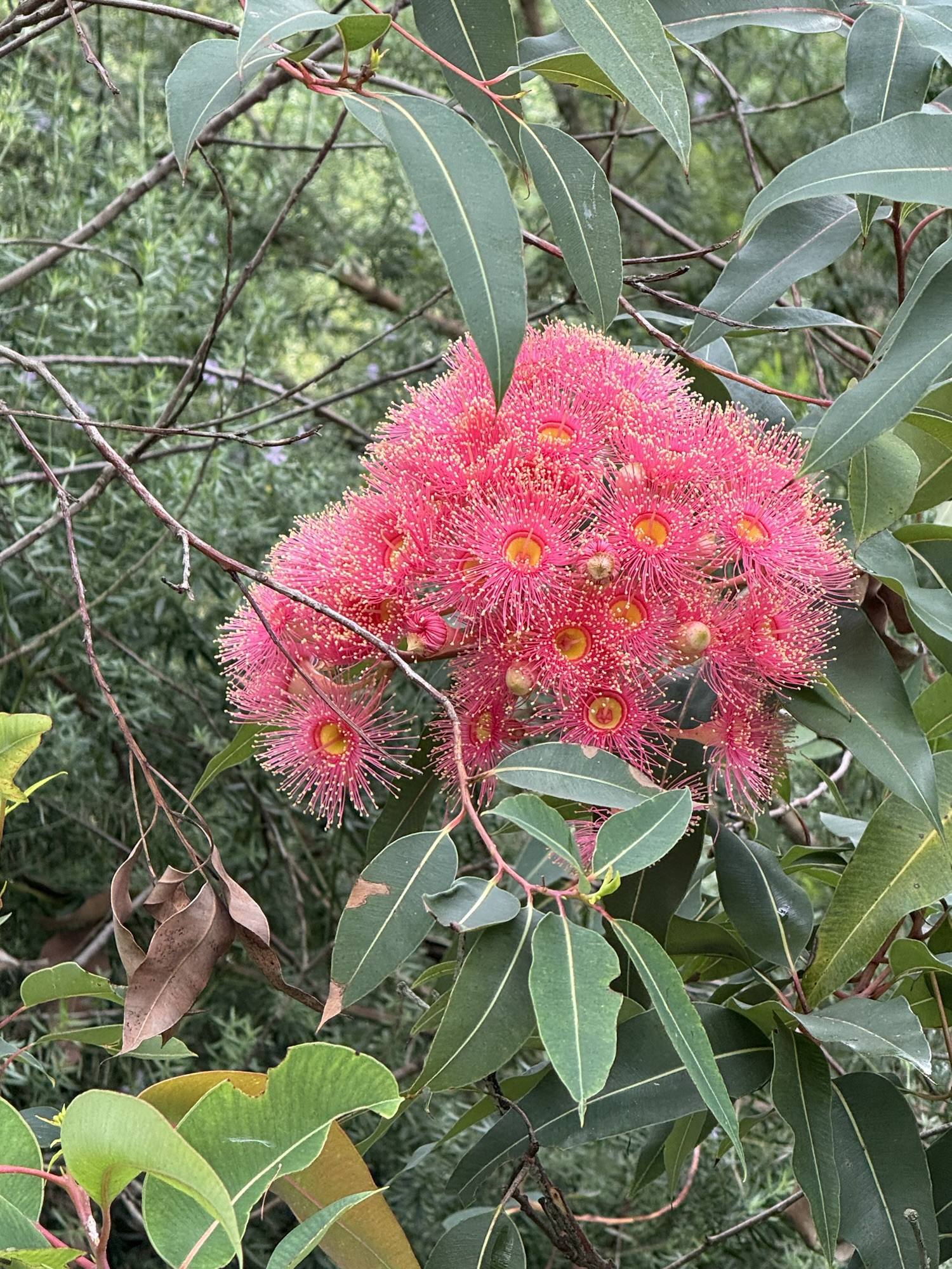 Flowering gum flowers