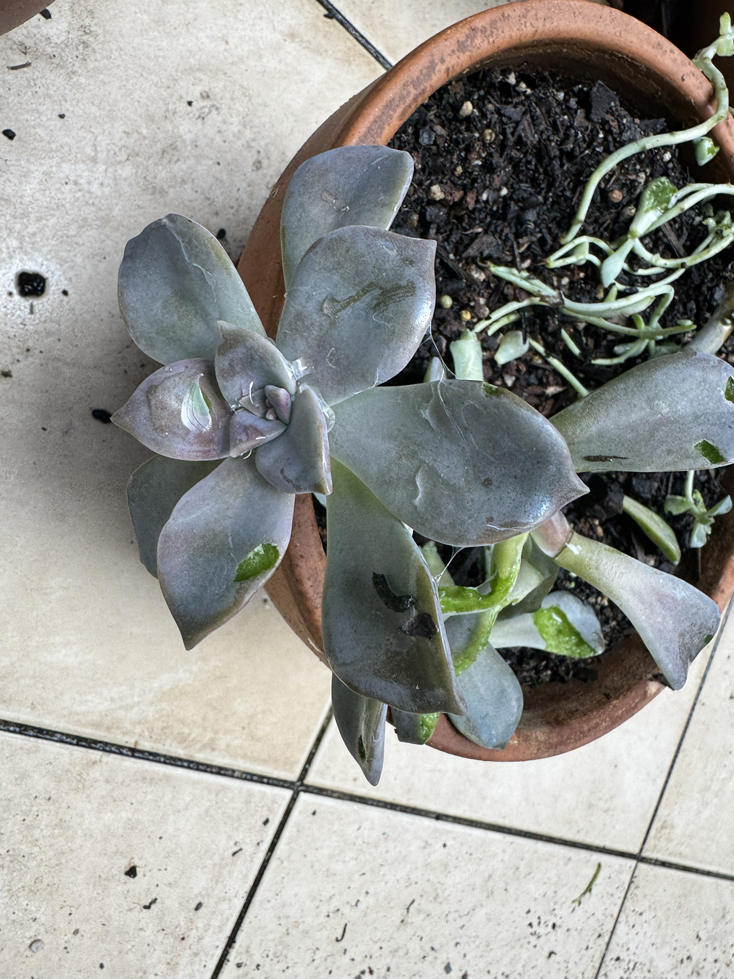 A very brief bit of gardening