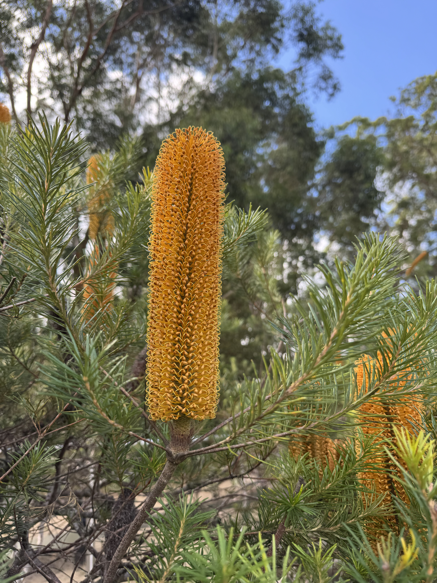 None in particular, but if I did want one…