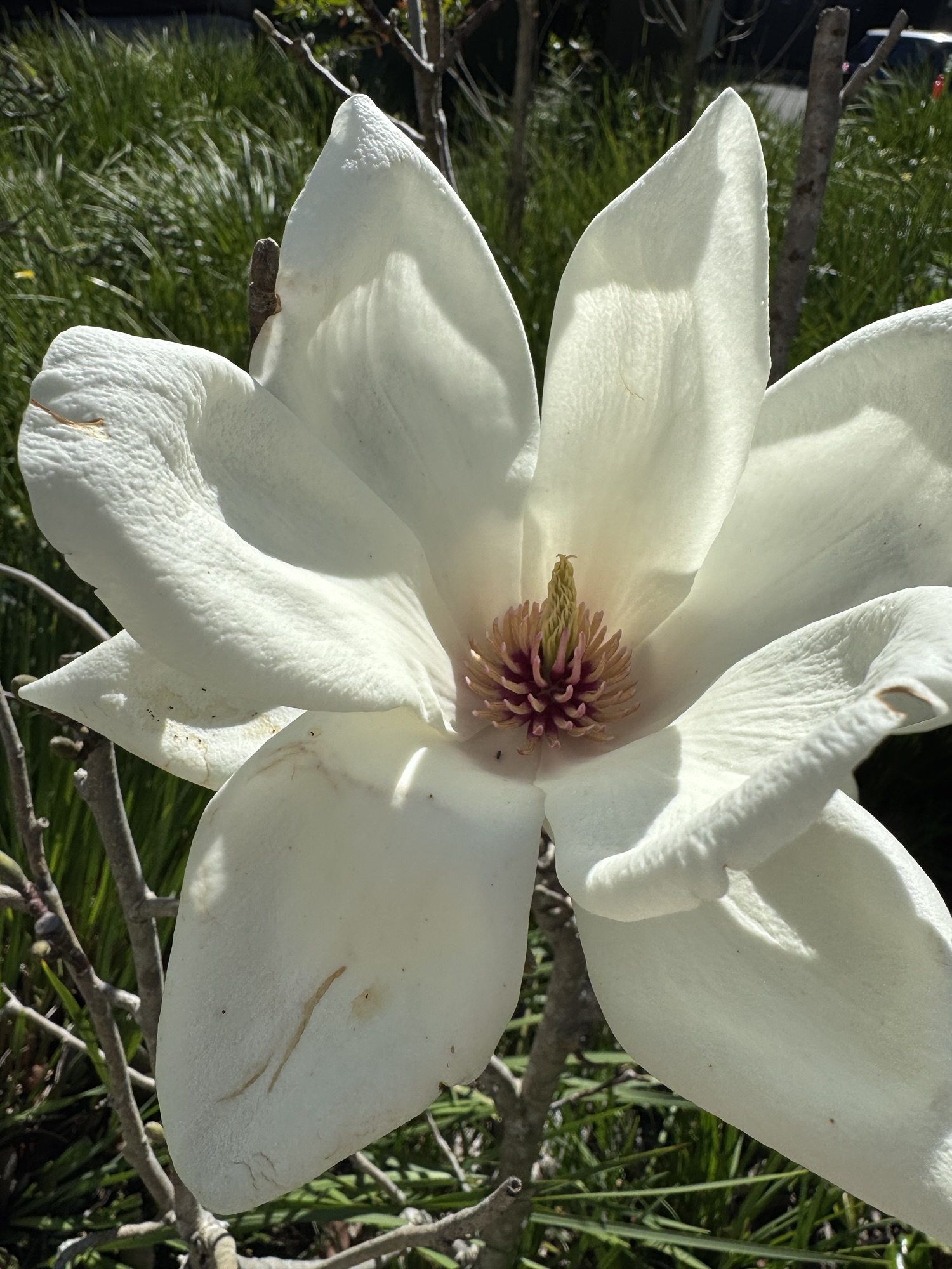 Bull Bay magnolia-Magnolia grandiflora