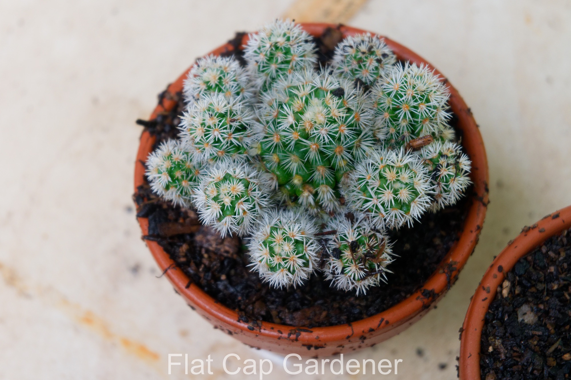 Monday gardening-seedlings, seed sowing and potting up