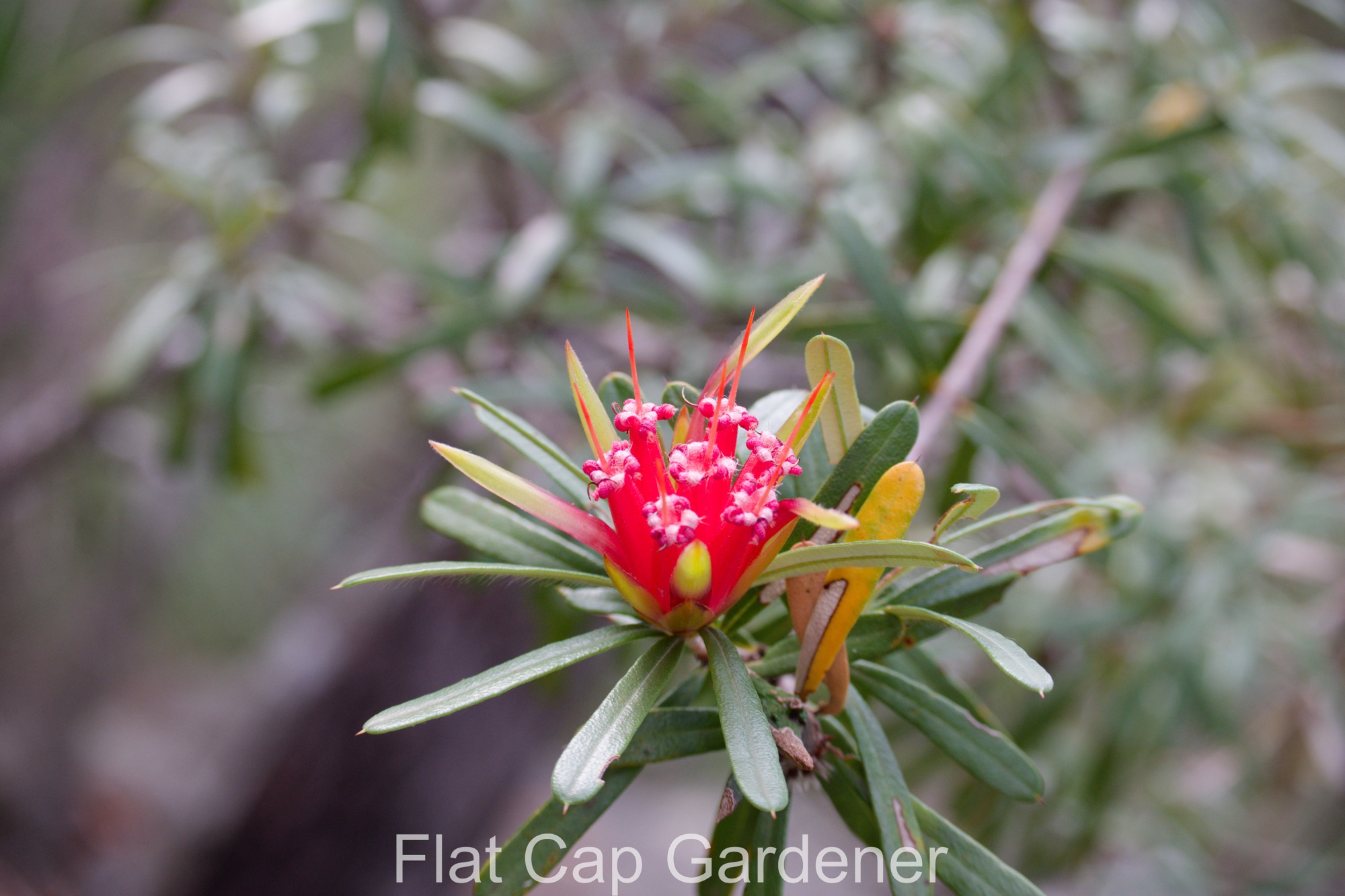 Mountain devil, Lambertia formosa