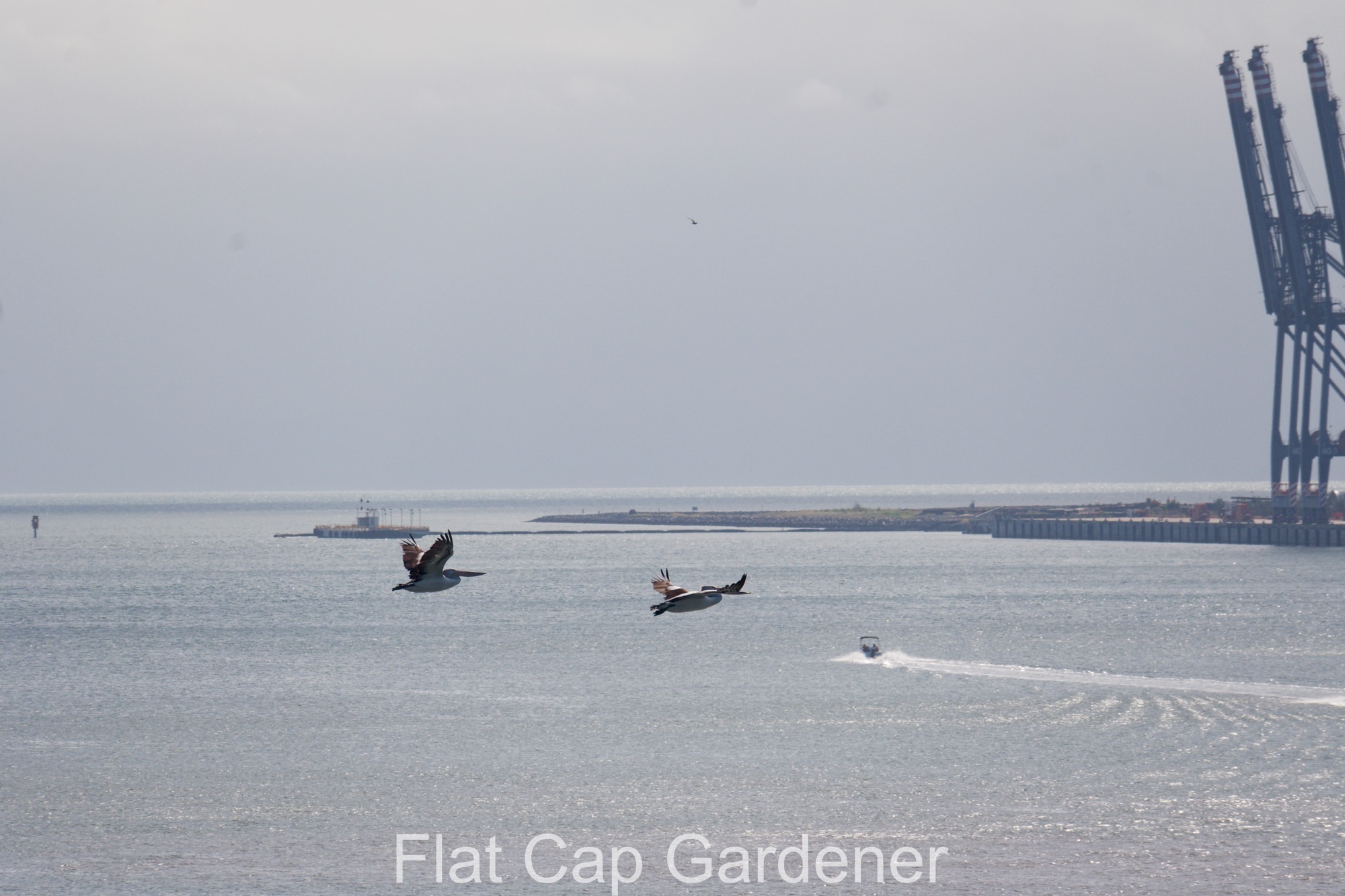 A visit to Brisbane-I didn’t have to leave the ship to enjoy myself!