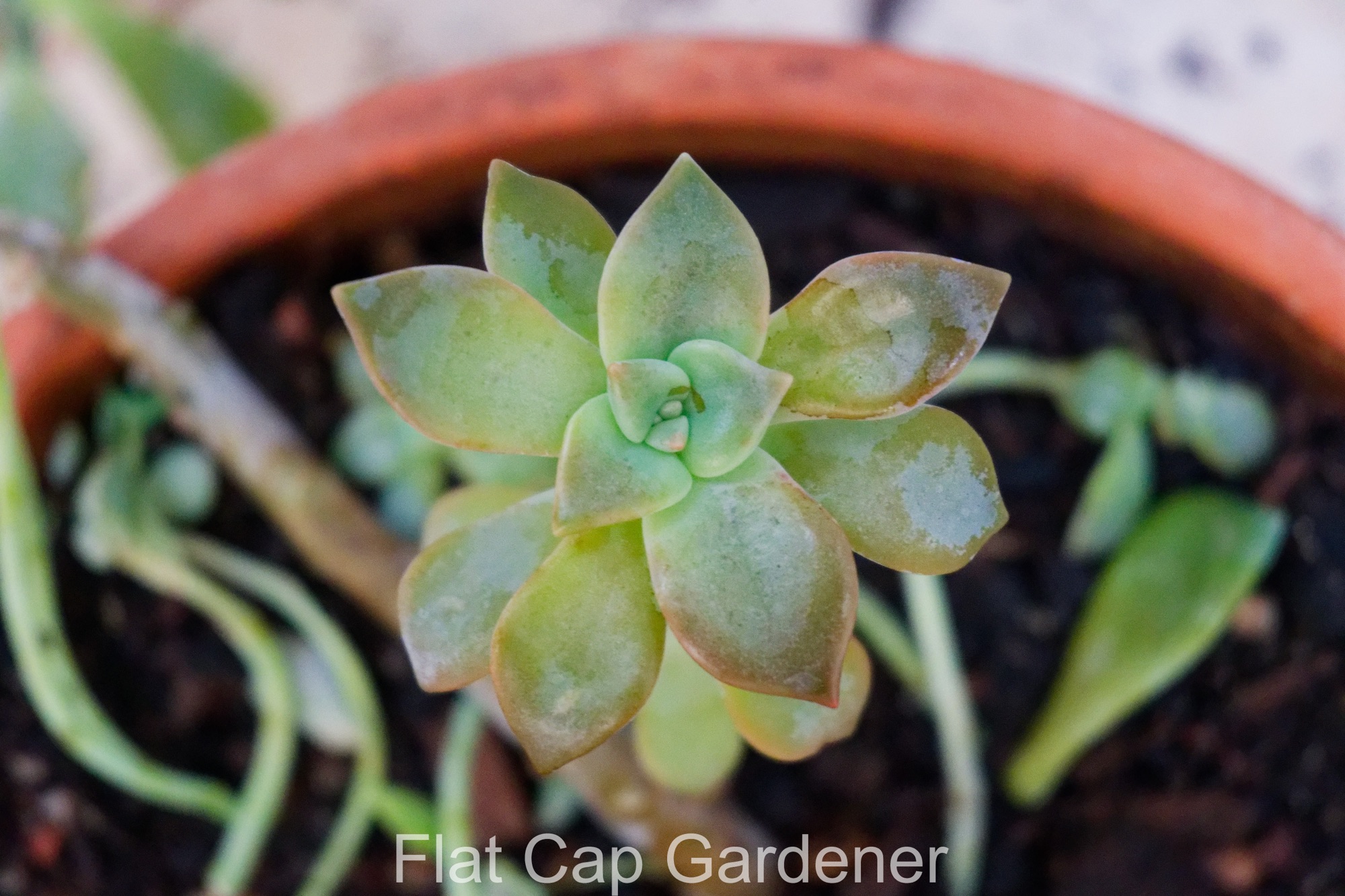 The garden after my holiday