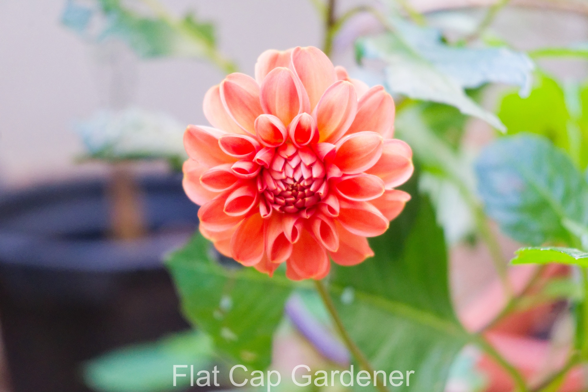 Sunday afternoon garden walk-19/04/26