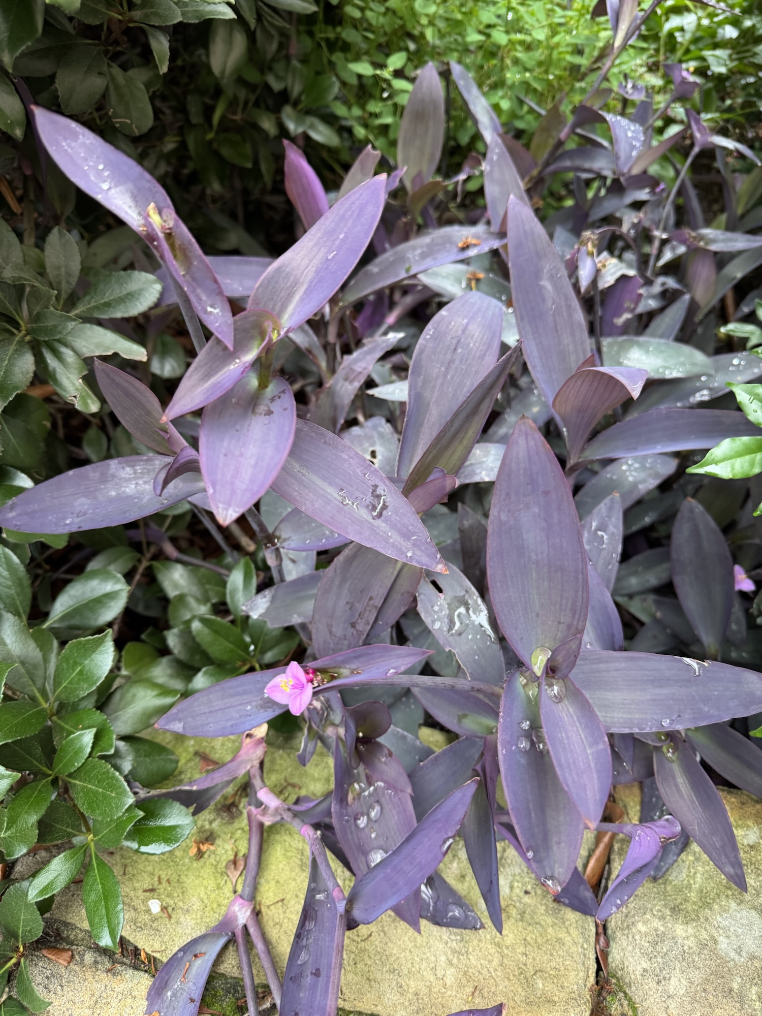 Purple heart, Tradescantia pallida