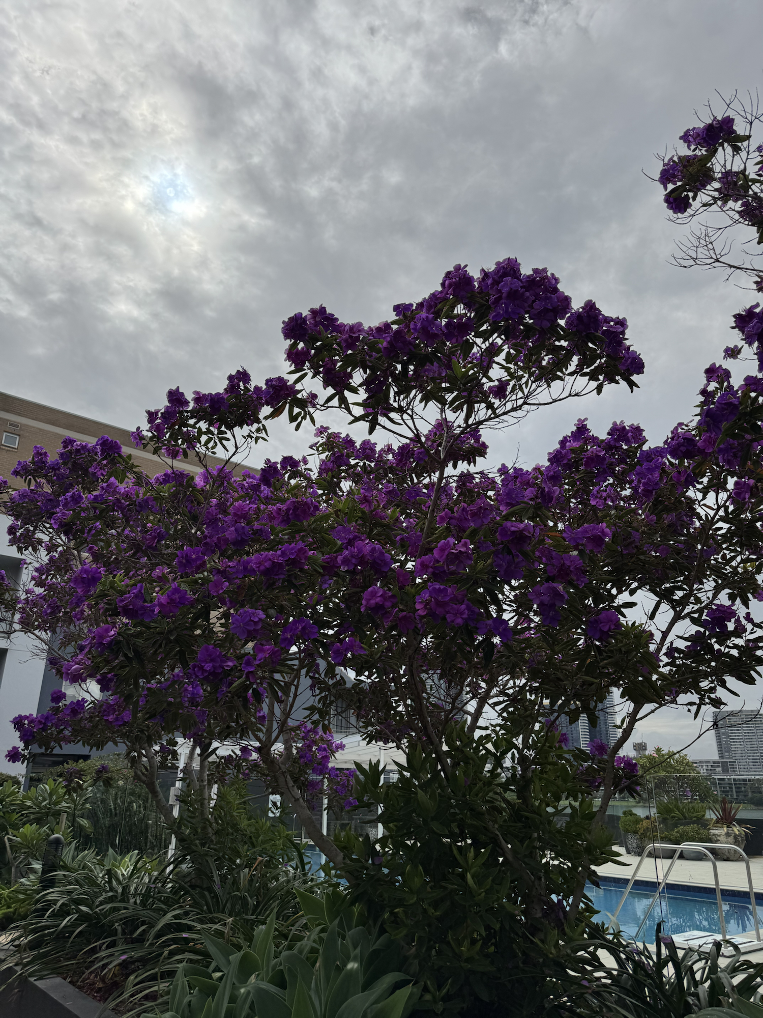 Brazilian spider flower-Tibouchina urvilleana