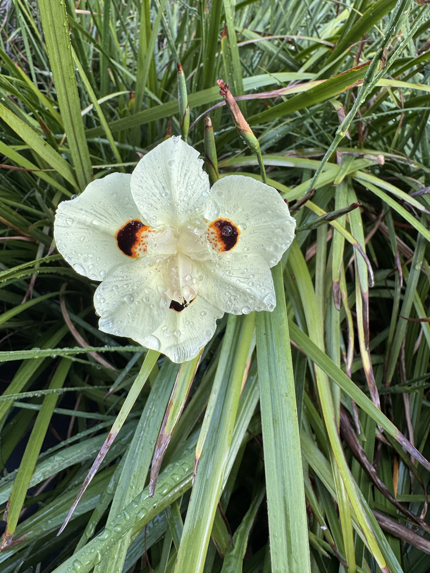 Time in the garden-people