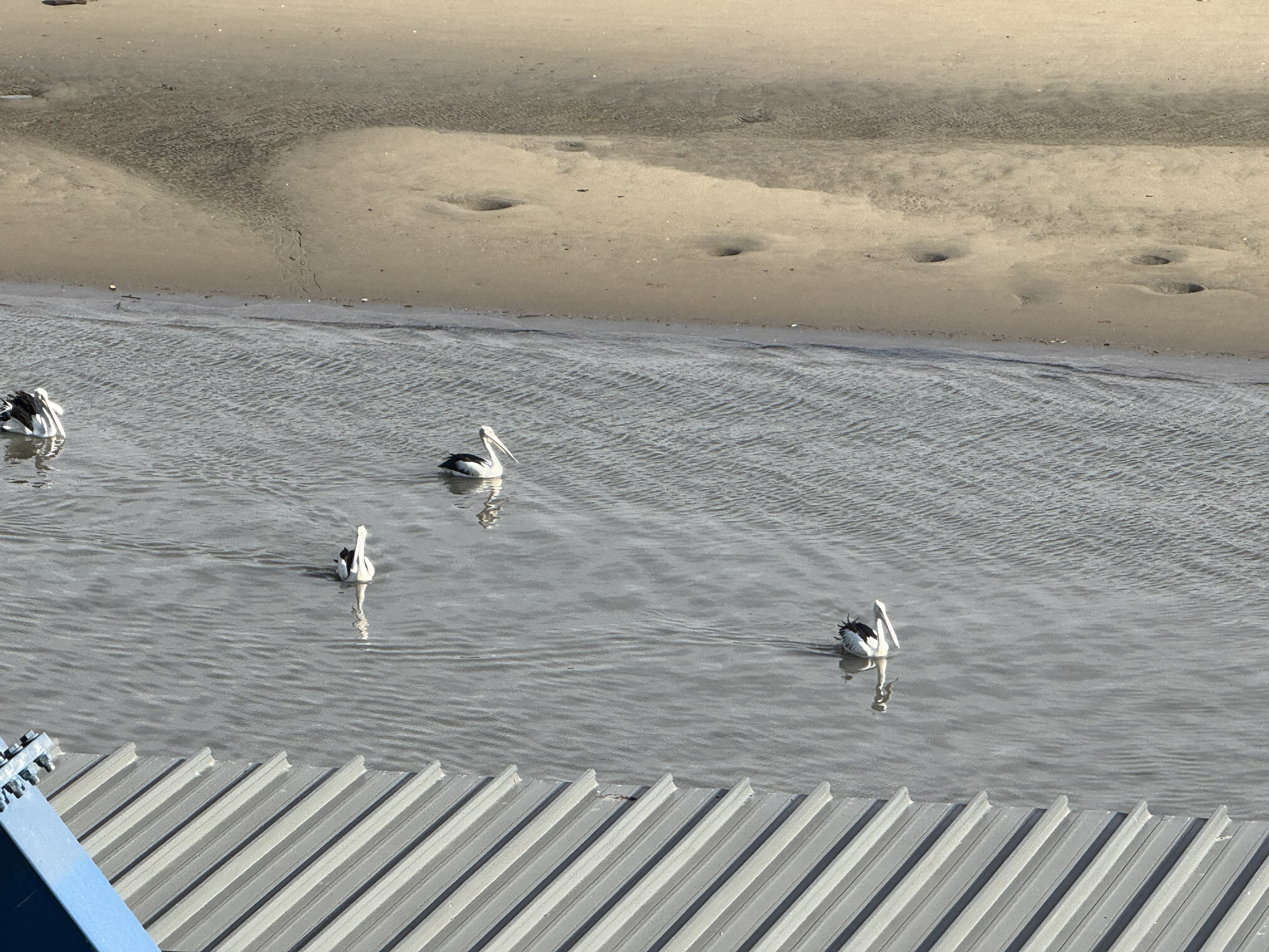 I came across these pelicans today