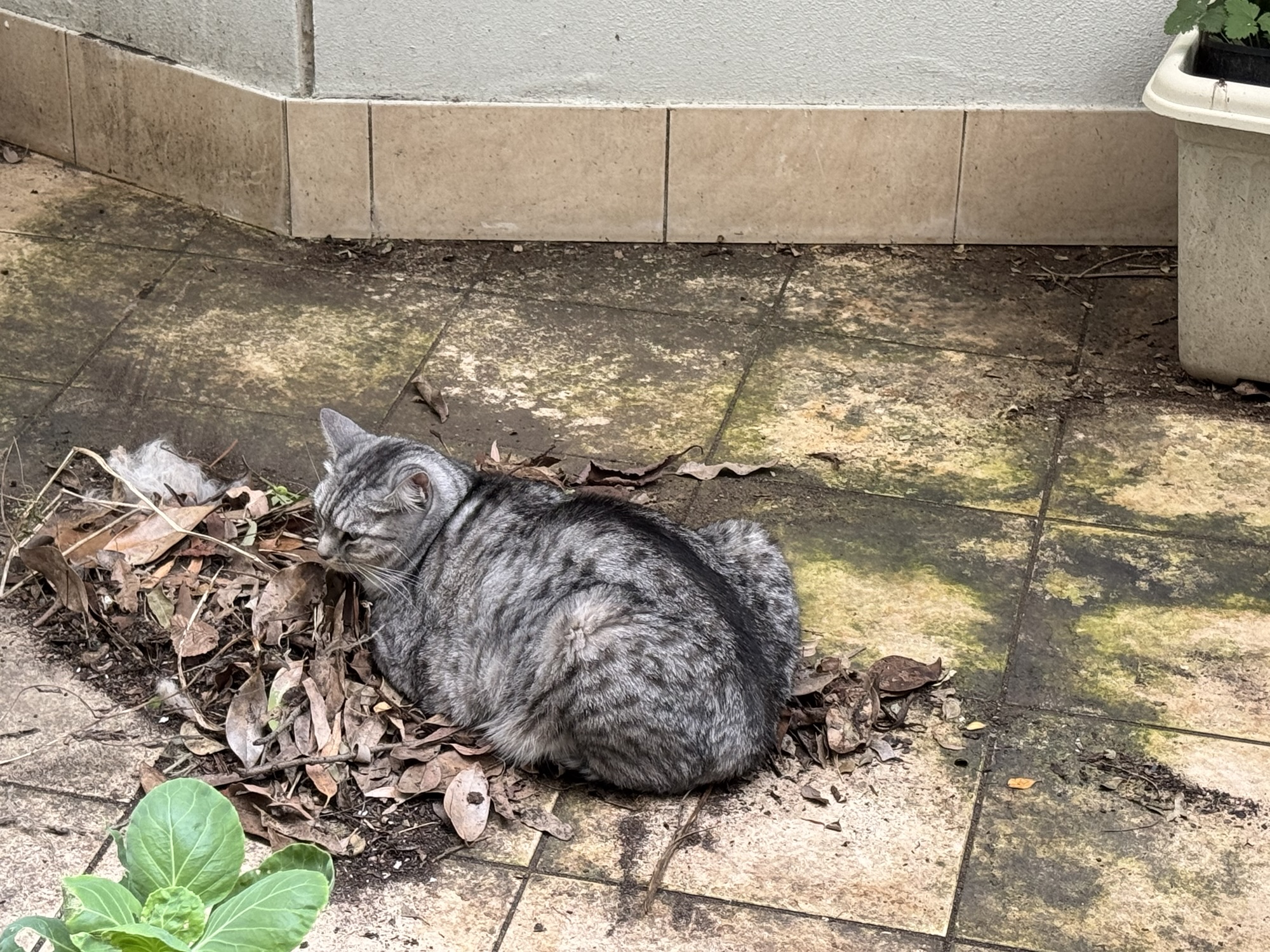 Friday gardening, with help from Cuddles the Cat