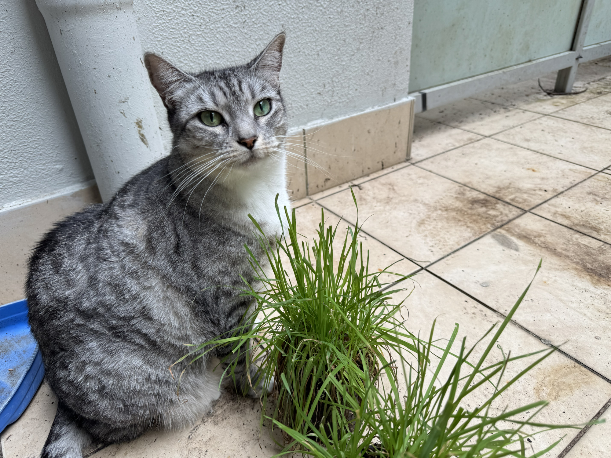 Cat mischief, beans and seedlings