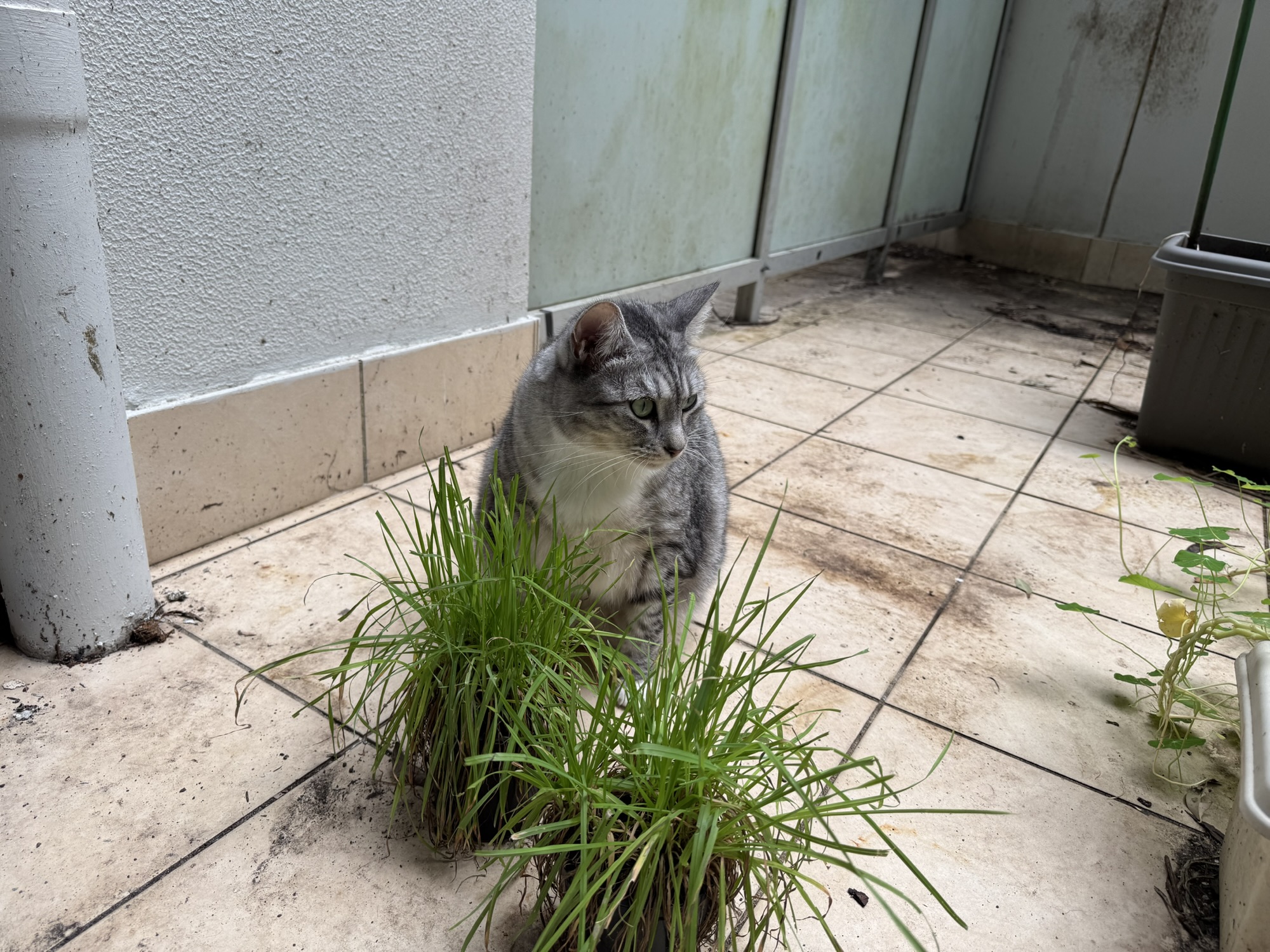 A garden tour with Cuddles, 21/04/26