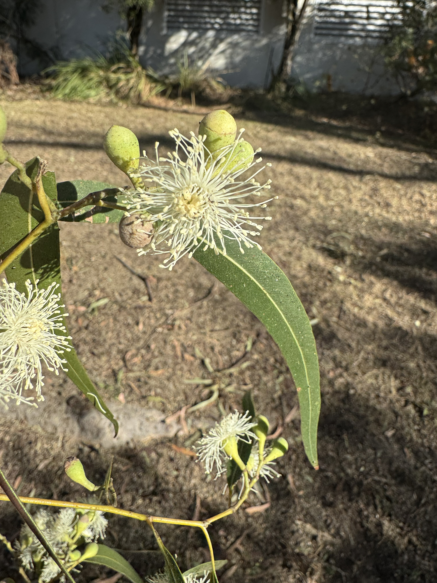 Noise and flowers in the garden