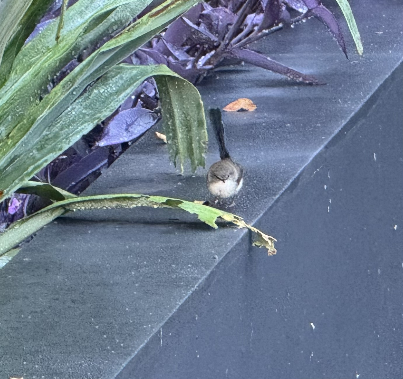 I saw this little guy today